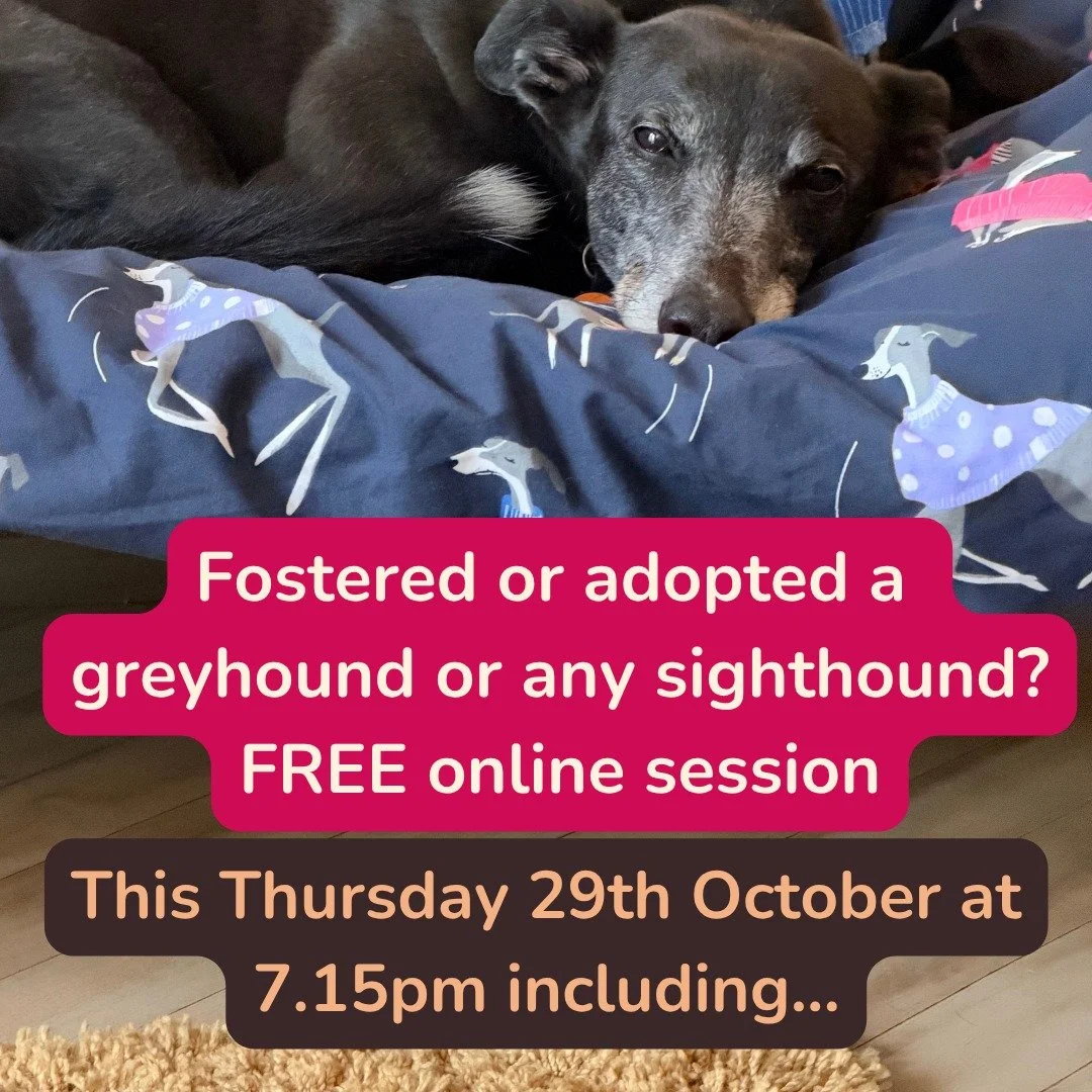 Free Online Session for fostered and adopted greyhounds and other sighthounds. Top tips, practical skills and a chance to ask questions about your sighthound. Link in the bio to book. Thursday 29th October at 7.15pm.
