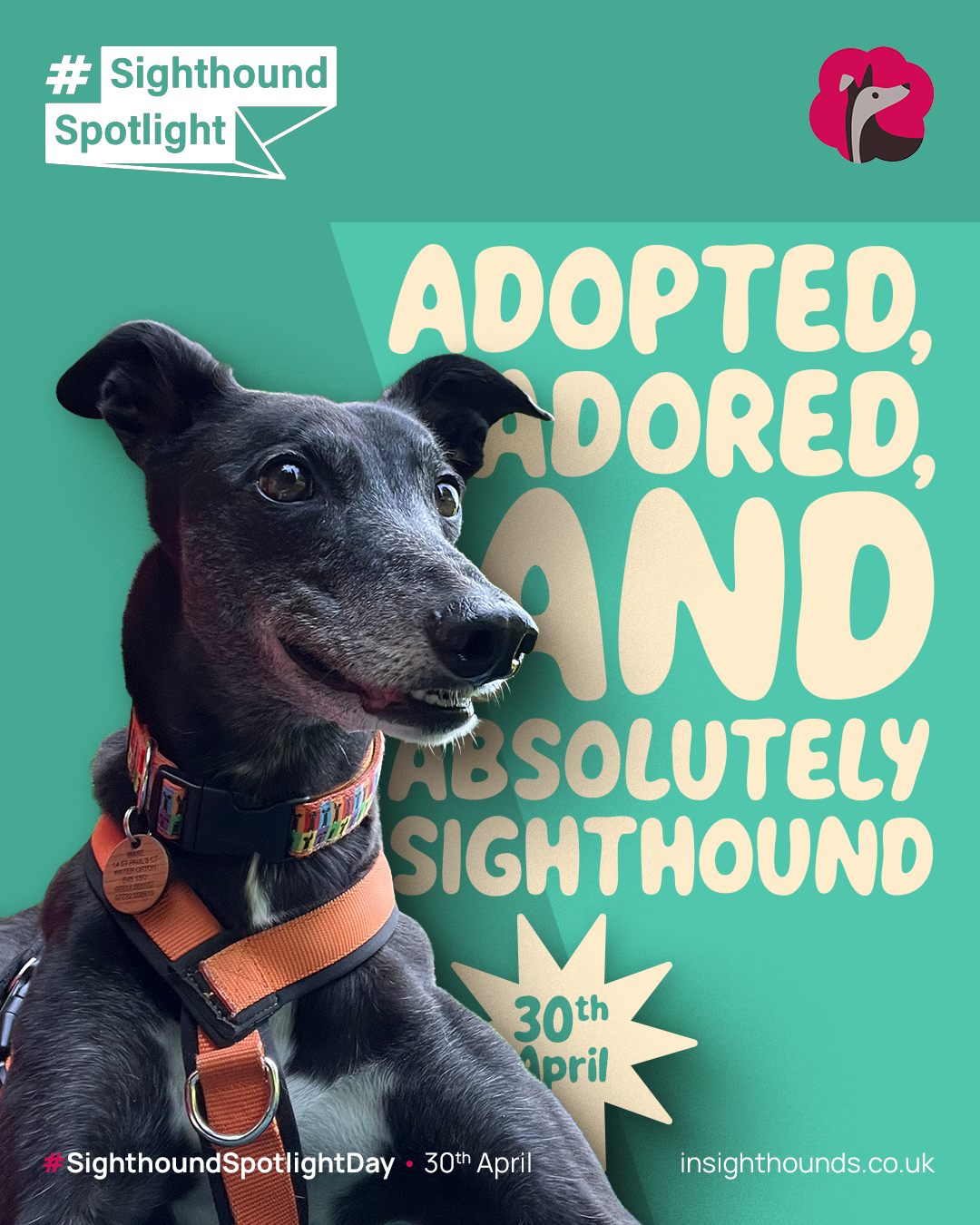 Adopted - Sighthound