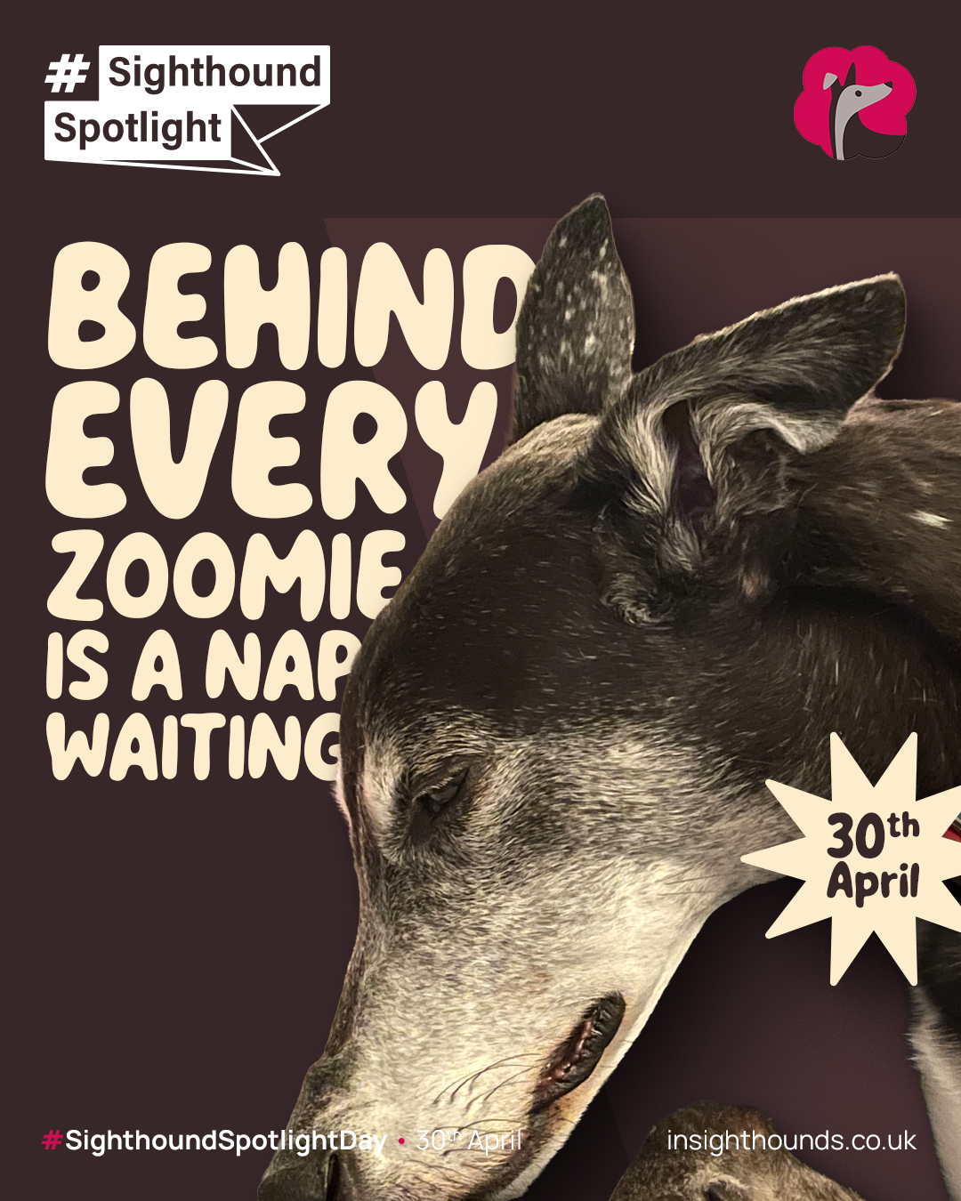 A close-up of a sleeping sighthound dog with a dark coat and a white muzzle. The background is dark and includes text promoting Sighthound Spotlight Day on April 30th, with hashtags and website information.