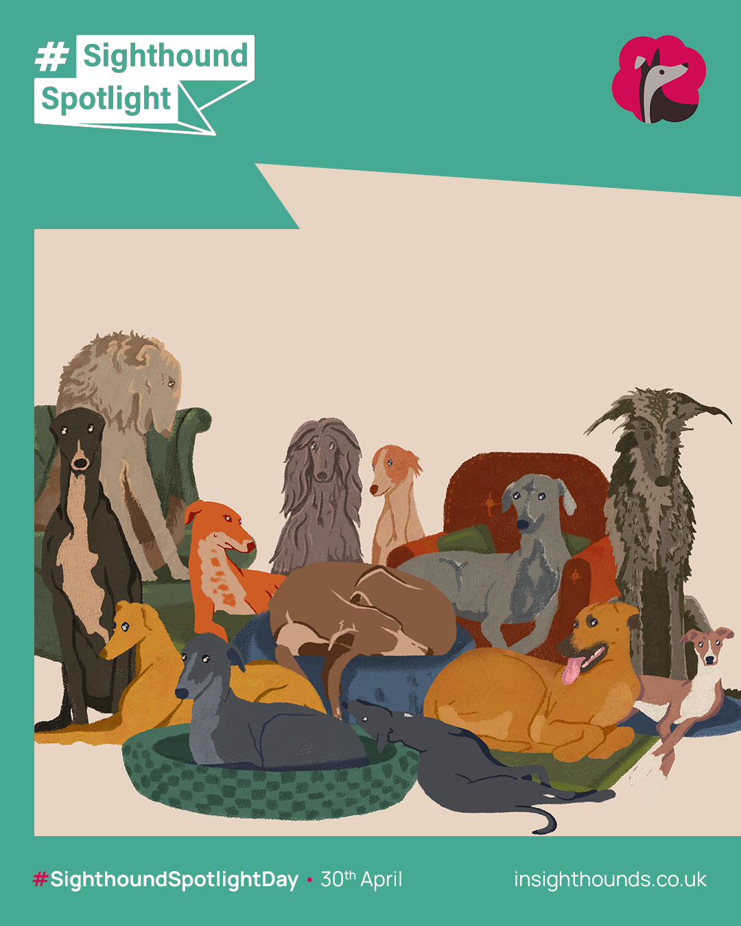 Illustration of many sighthound breeds, greyhound, whippet, saluki, lurcher, resting together on beds and the floor. Some dogs are lying down, some are sitting, and others are standing, with a green background and an orange and beige colour scheme.