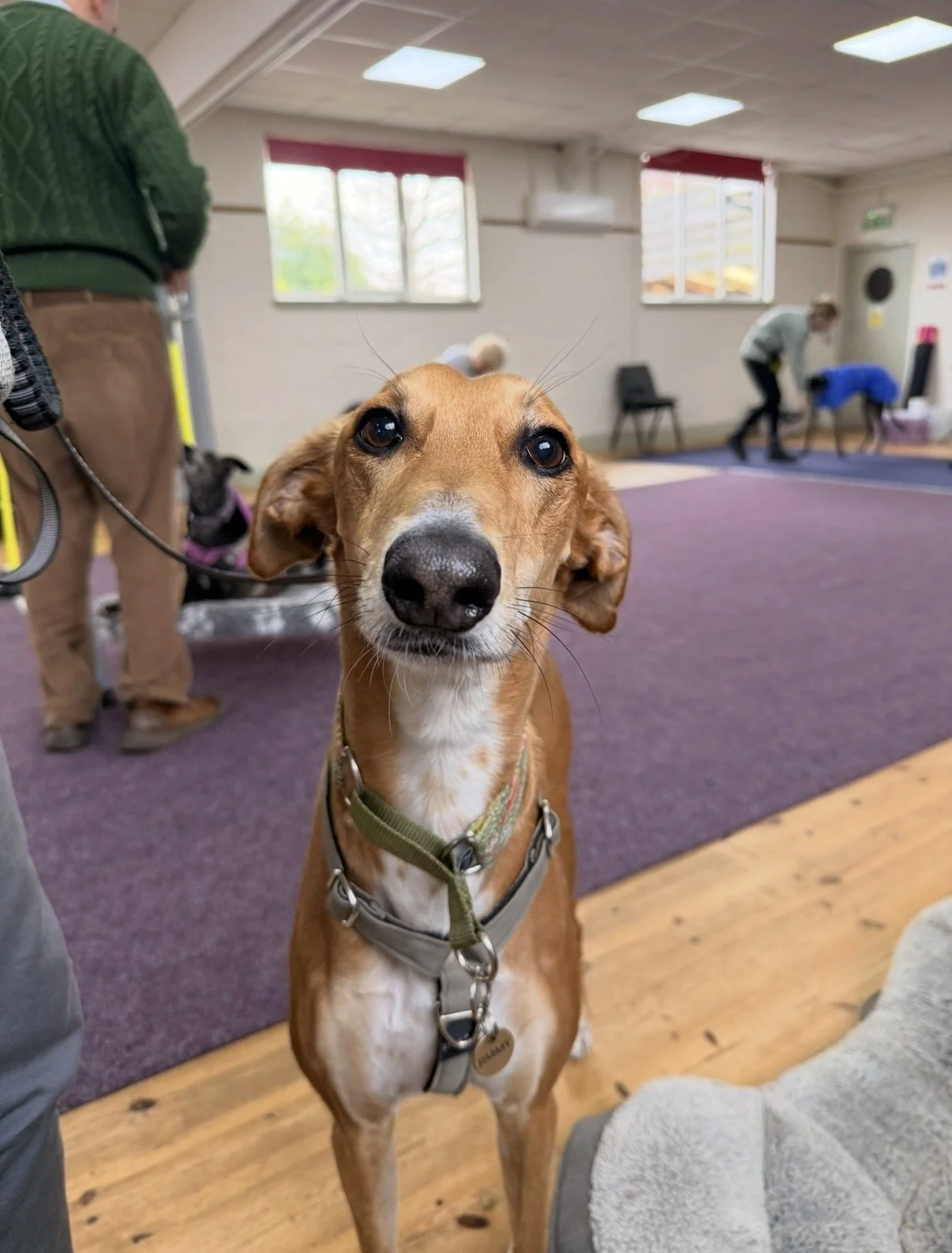 A fawn saluki, greyhound, whippet, lurcher dog lying on a gray paw-print mat on a wooden floor, next to a brown paper bag and a certificate. The dog is wearing a harness and is attached to a leash. There is a chair with a black bag in the background.
