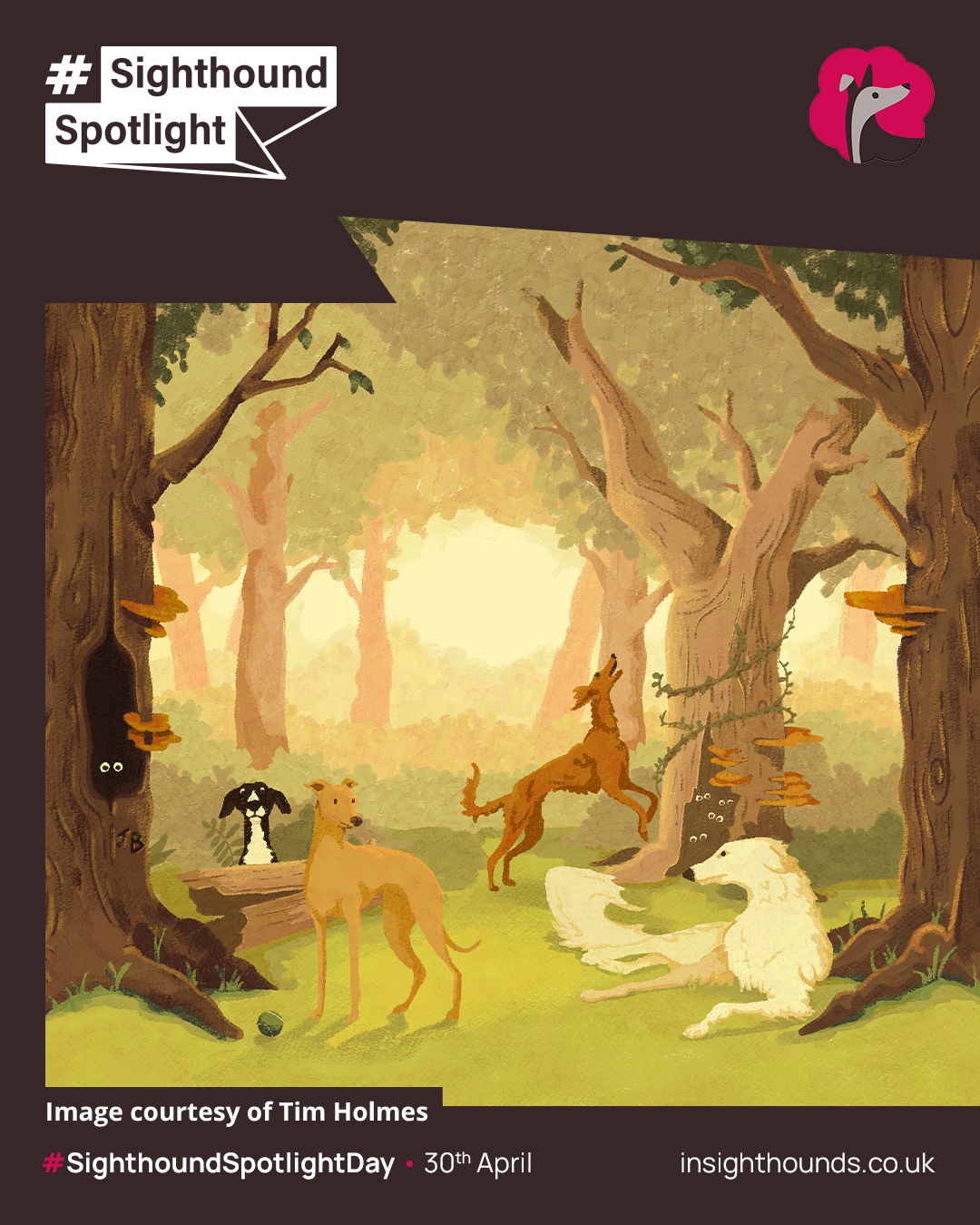 Tim - Sighthounds Woods