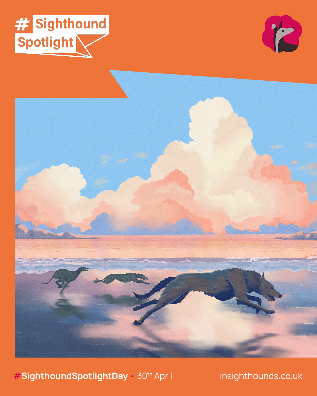 Three sight hounds running on a beach at sunset with large pink and white clouds in the sky.