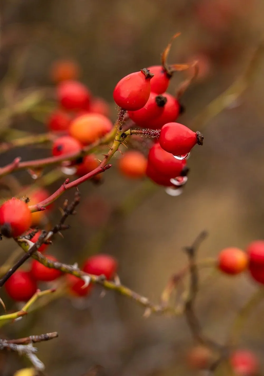 Julia+Rachel+-+red+berries.jpg