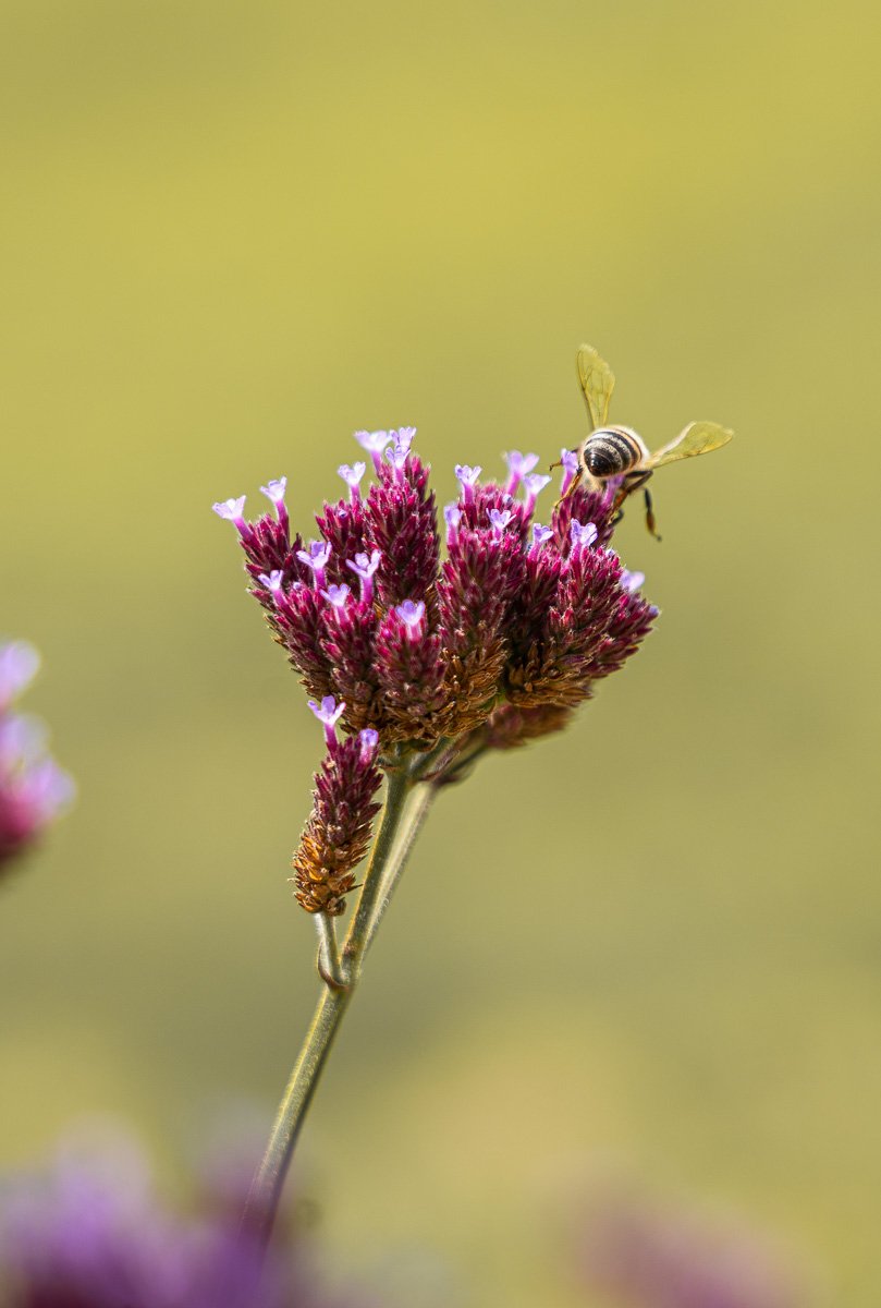 Julia Rachel Pearce - Fen & Field-1.jpg