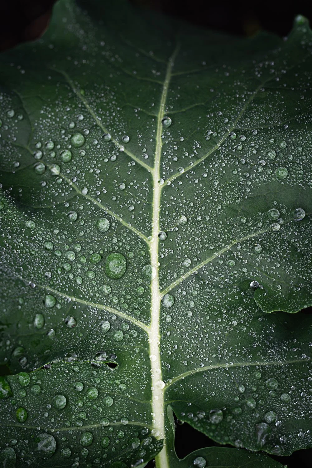 nature photography - Julia Rachel Pearce.jpg