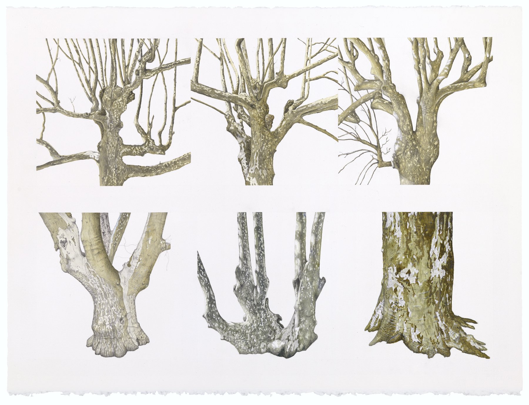 Tree Portraits V: Platanes; watercolor and graphite