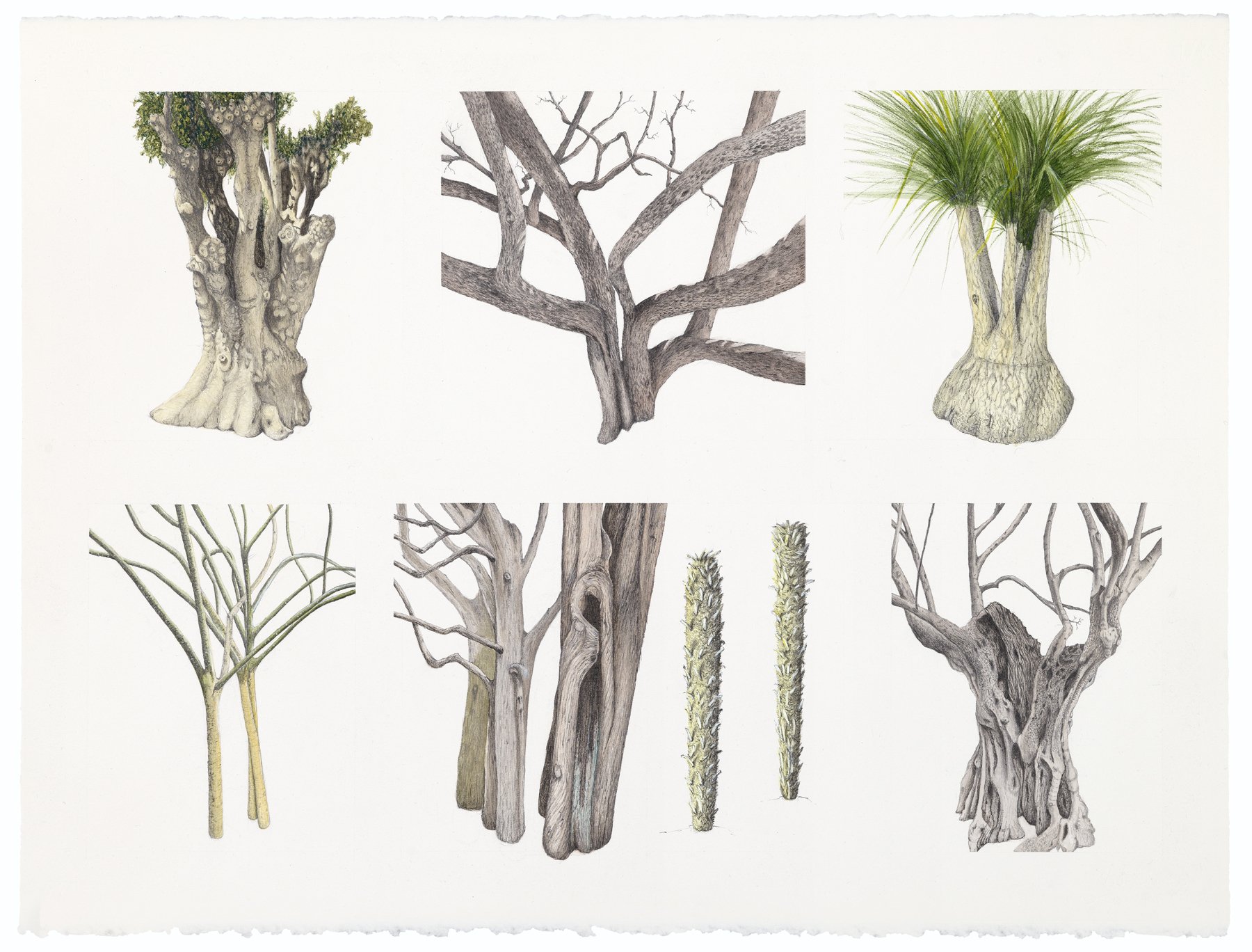 Tree Portraits VI: Montpellier, FR; watercolor and graphite