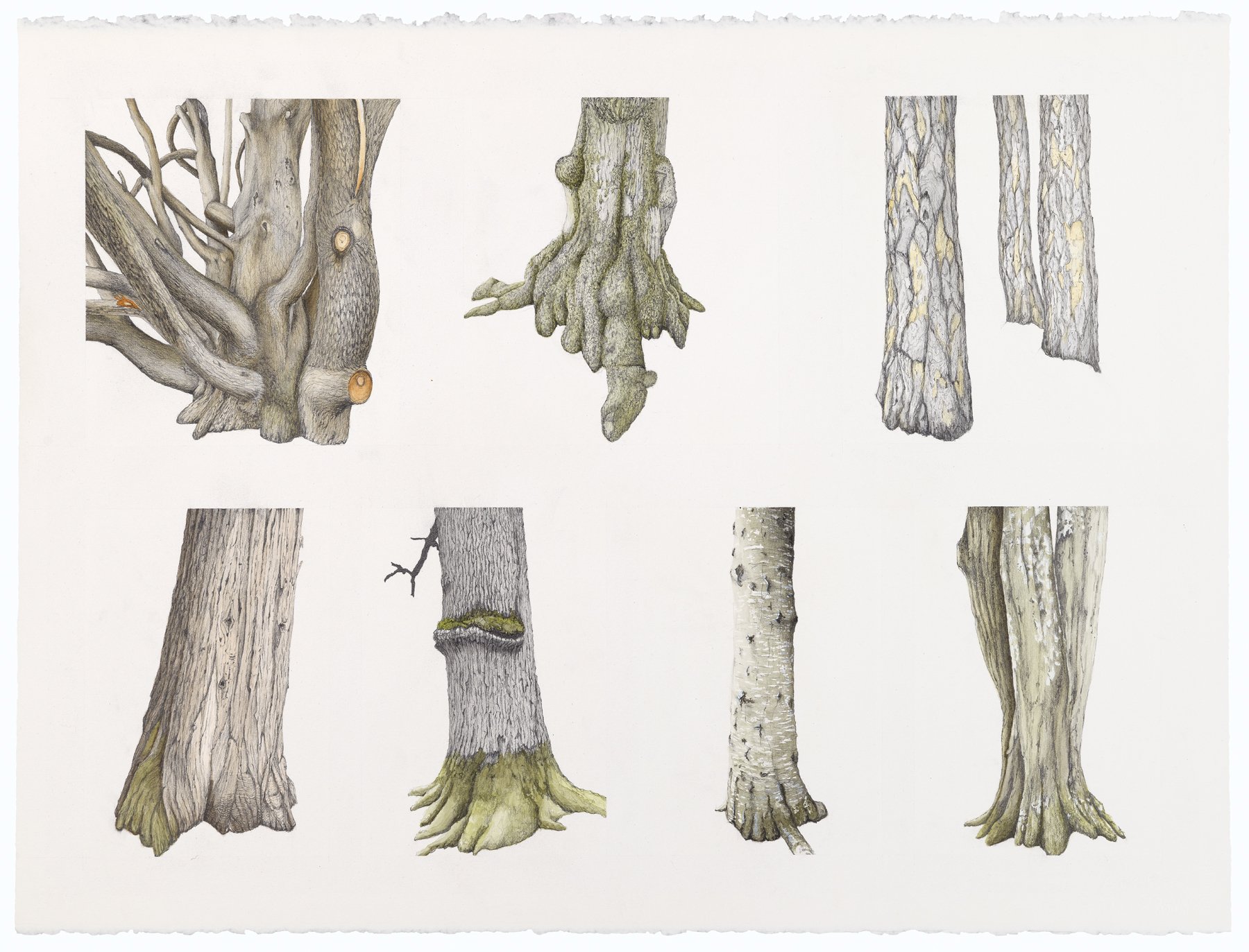 Tree Portraits II: La Chapelle-Baloue; watercolor and graphite