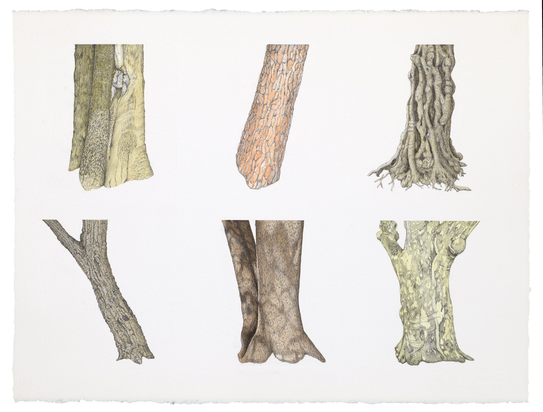 Tree Portraits I: Montpellier FR; watercolor and graphite