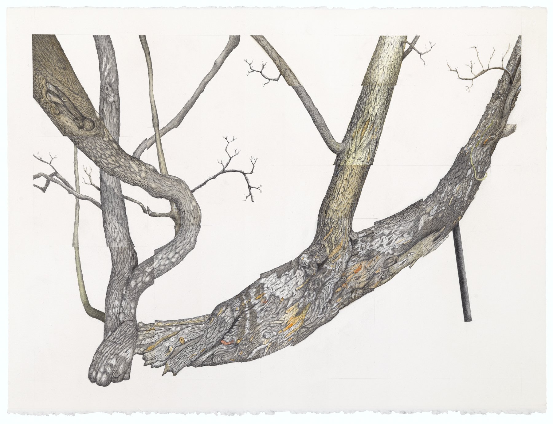 Tree Portraits IV: Jardin Botanique, Montpellier; watercolor and graphite, SOLD