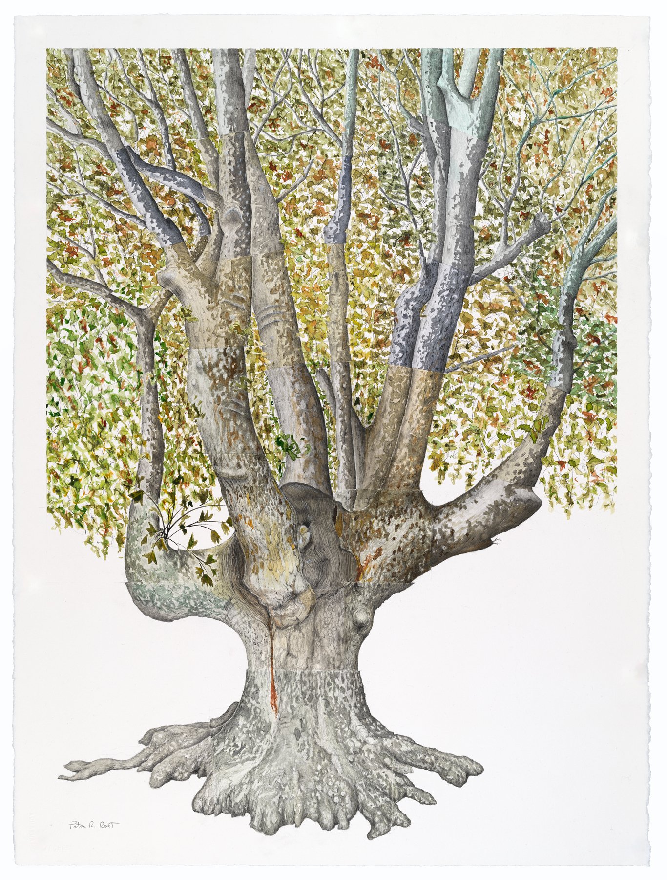 Tree Portraits XI: St. Guilhem le Desert; watercolor and graphite