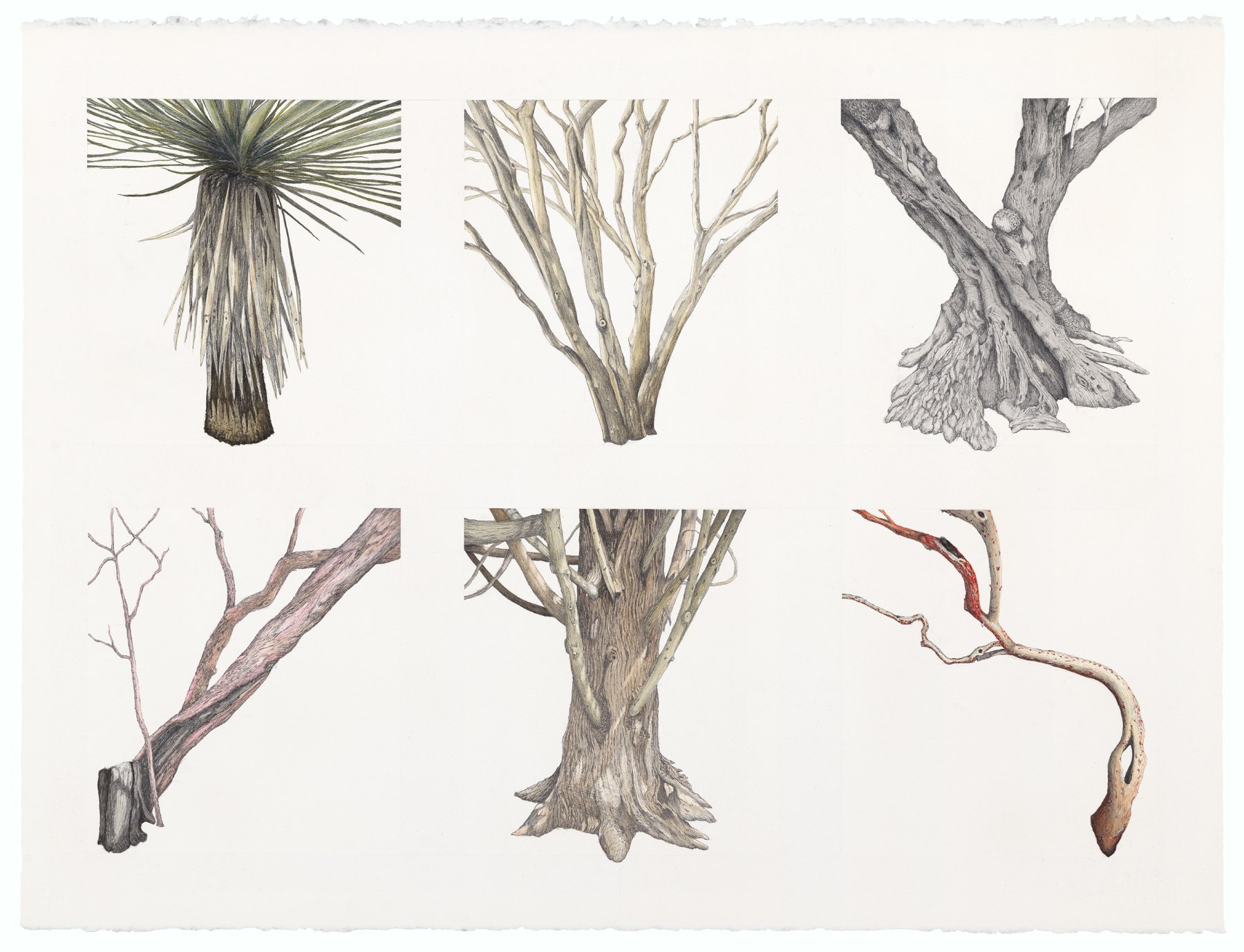 Tree Portraits III: Jardin Botanique Montpellier; watercolor and graphite