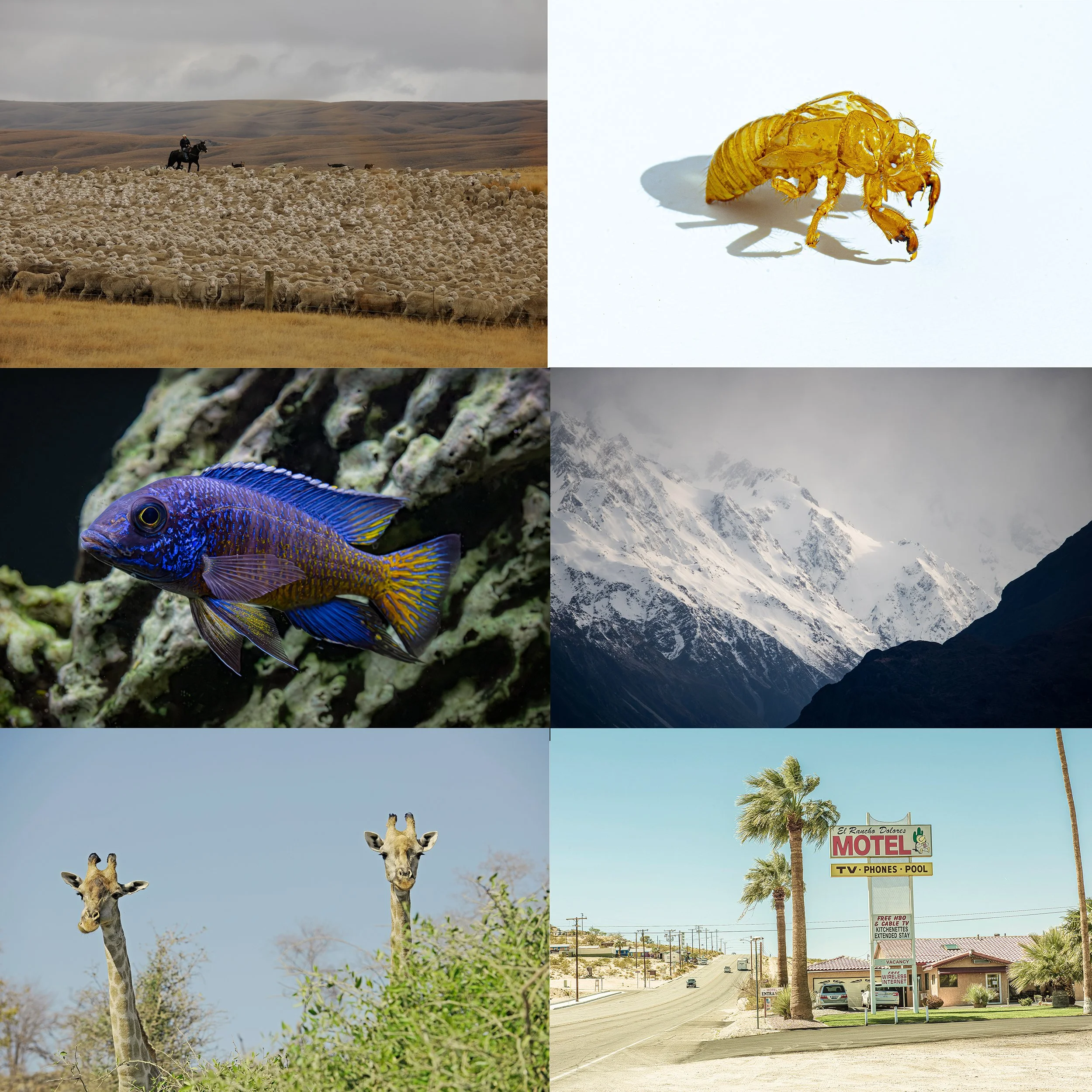 Collage of images depicting nature and rural life: a herdsman herding sheep in a field, a close-up of a cicada exoskeleton, a colorful fish underwater, snow-capped mountains, two giraffes in a savannah, a roadside motel with palm trees.