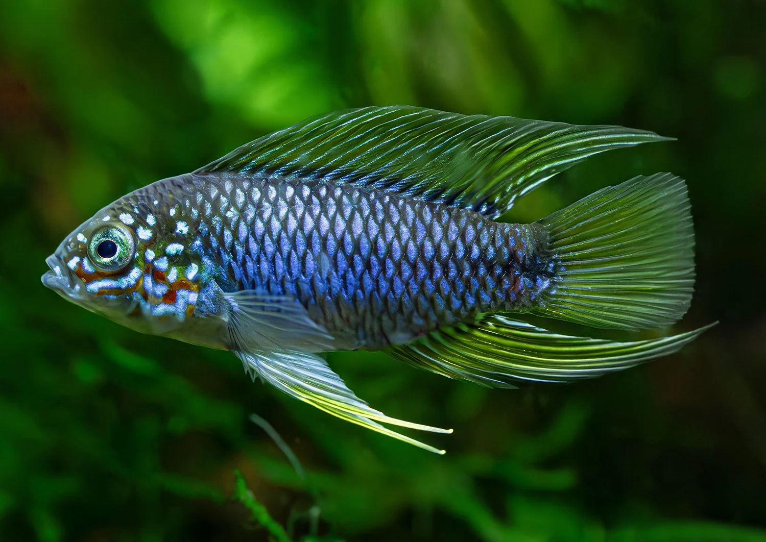 Tropical Fish