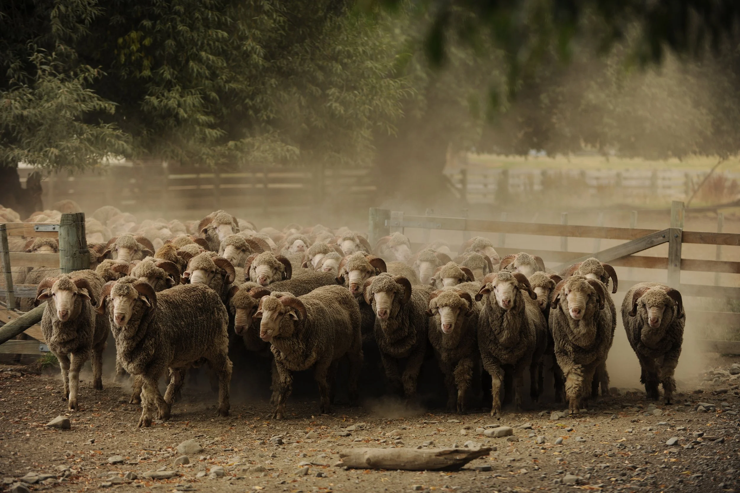 A large flock of sheep walking toward the camera on a dirt path with trees and a wooden fence in the background.
