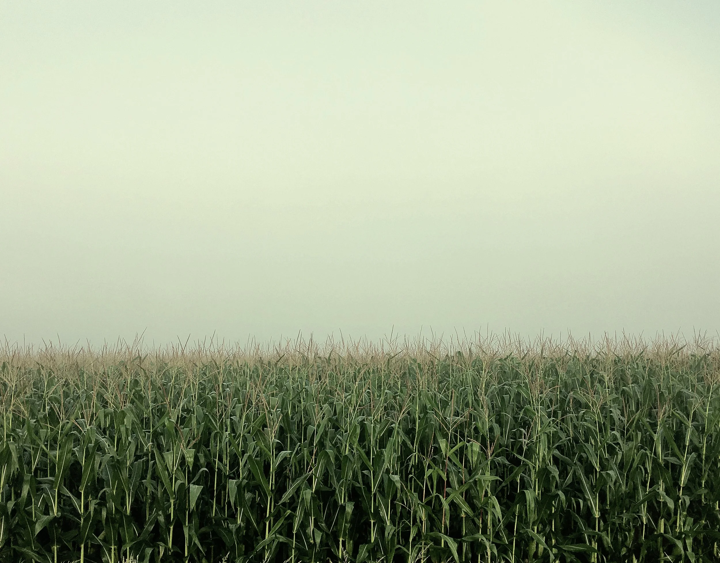 corn.jpg