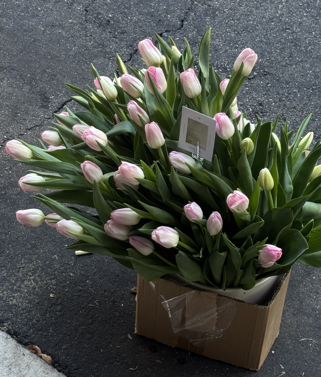 A large bouquet of pink and white tulips in a cardboard box, placed on asphalt ground, with a plant tag attached.