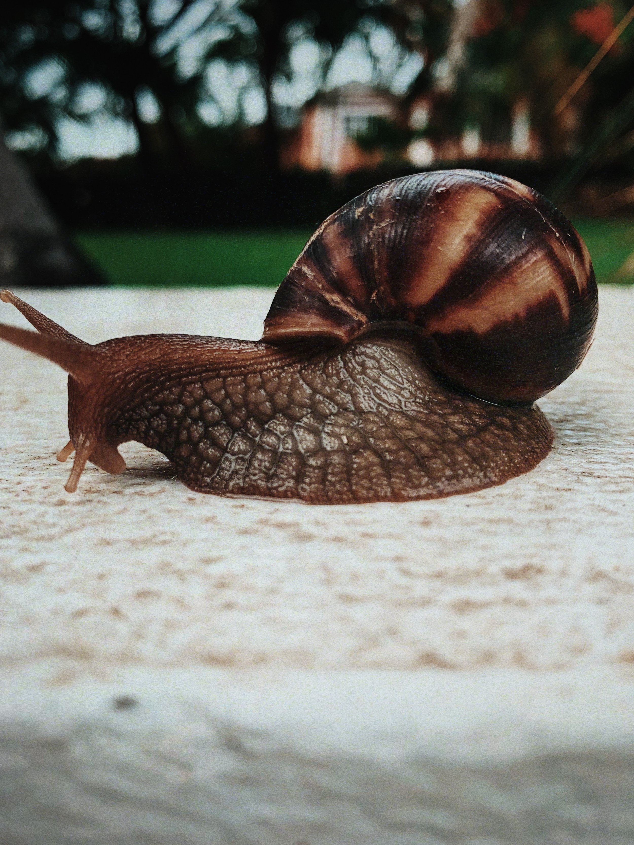MR. TOMONOSHi! Photography: Barbados