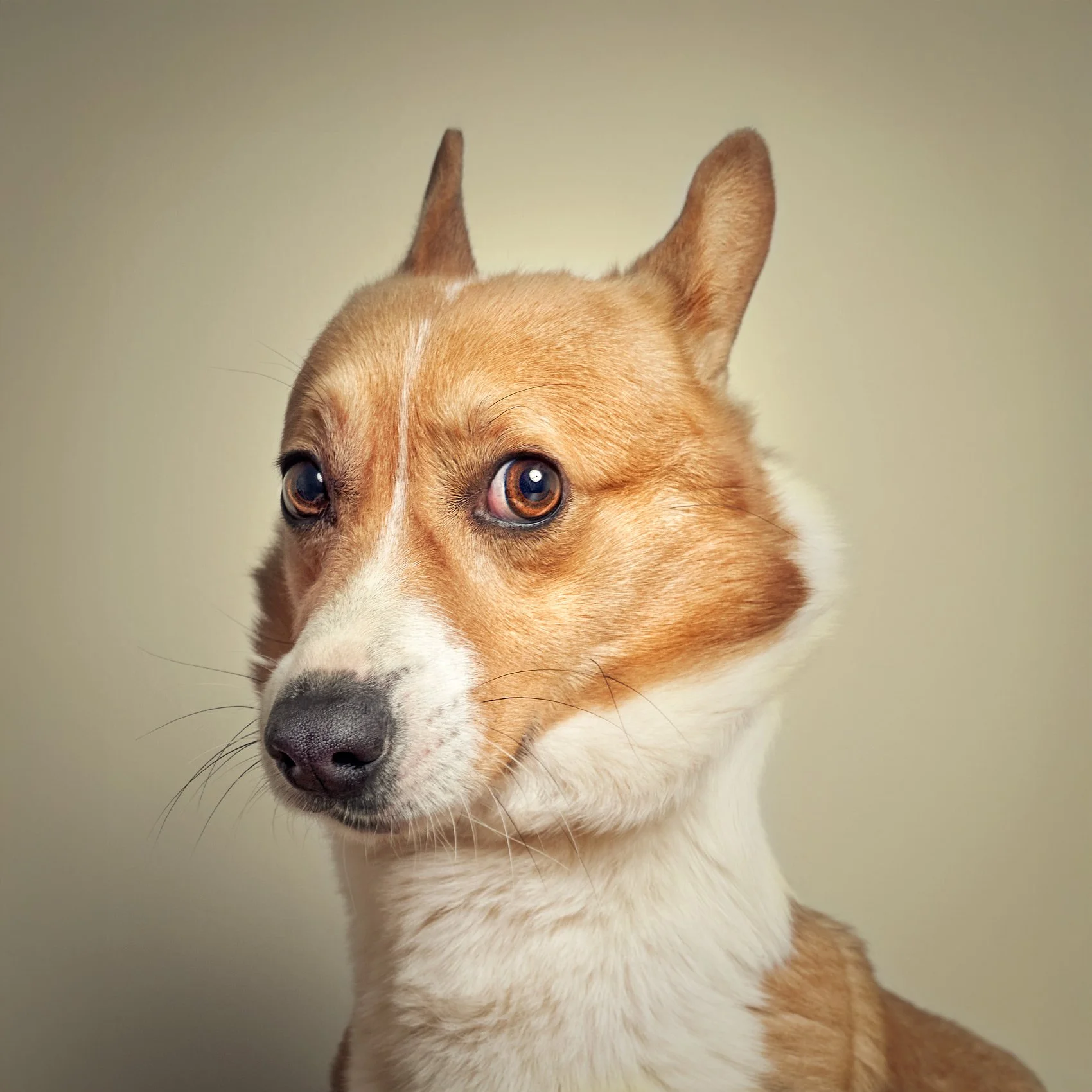 Studio portrait of a Corgi dog.