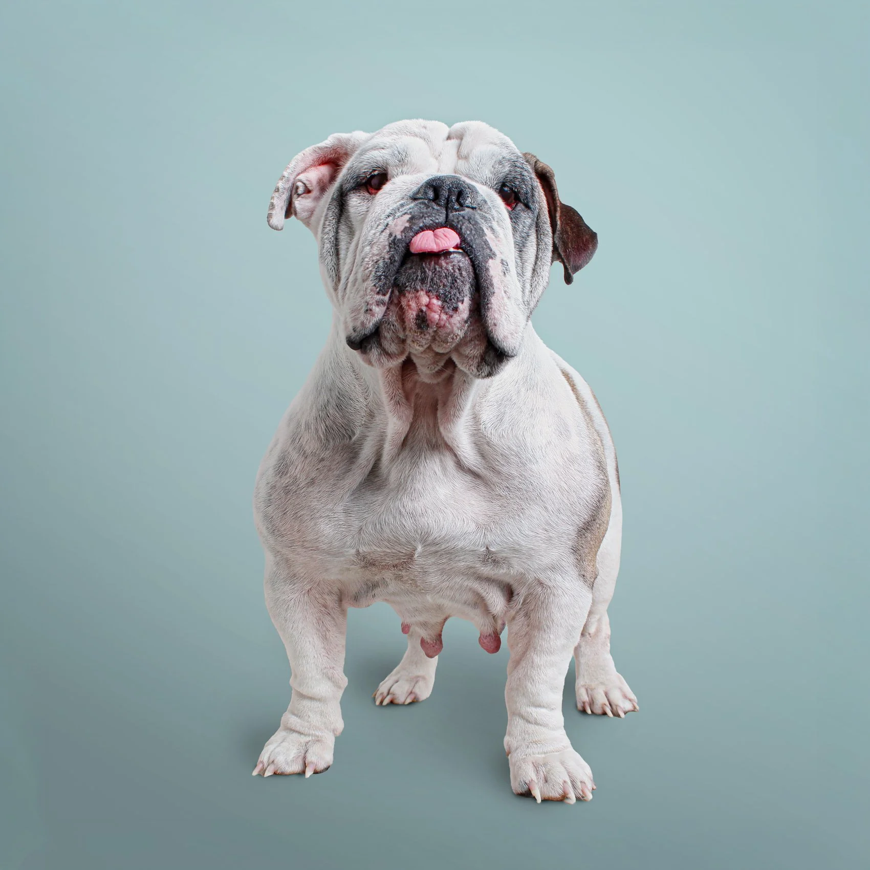 Color studio photograph of a dog on a seamless background..