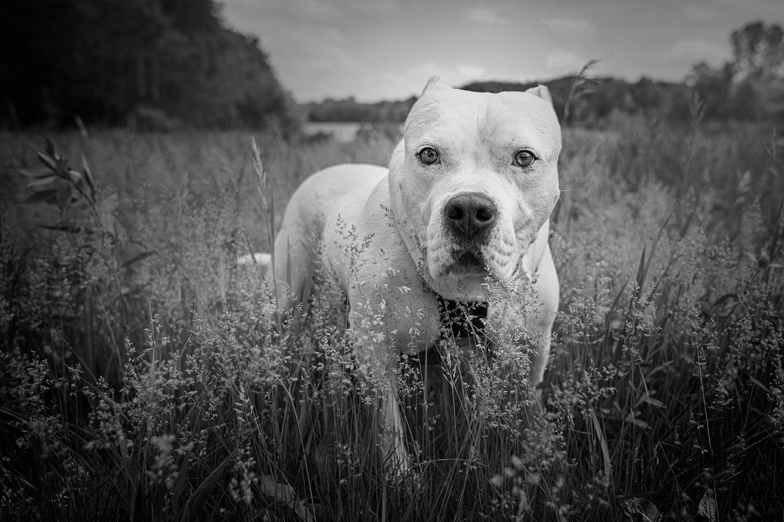 Fine art photograph of a white pitfall staring at the camera in a field of tall grass