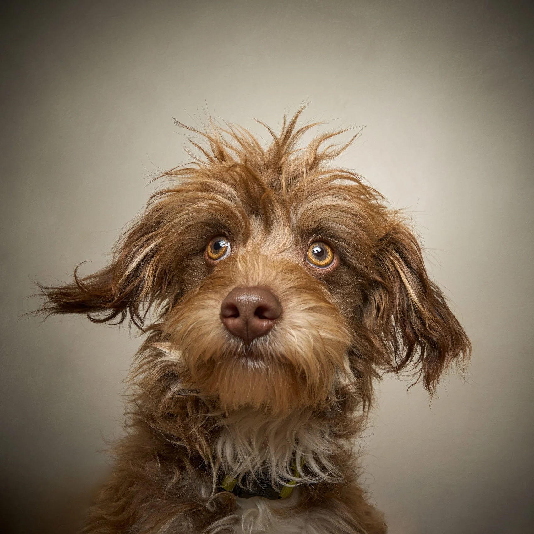 Color studio photograph of a dog on a seamless background..