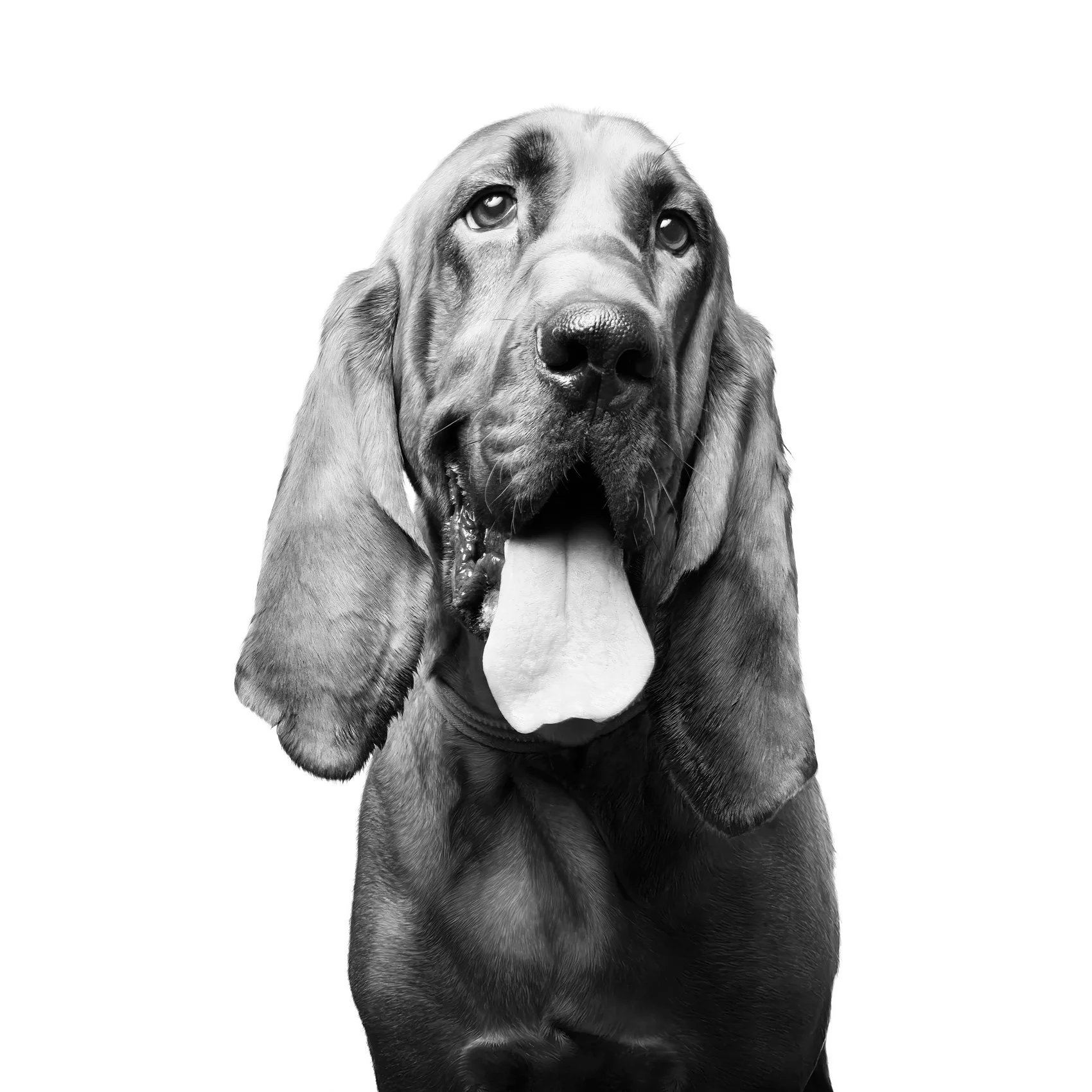 Black and white studio photo of a hound dog.