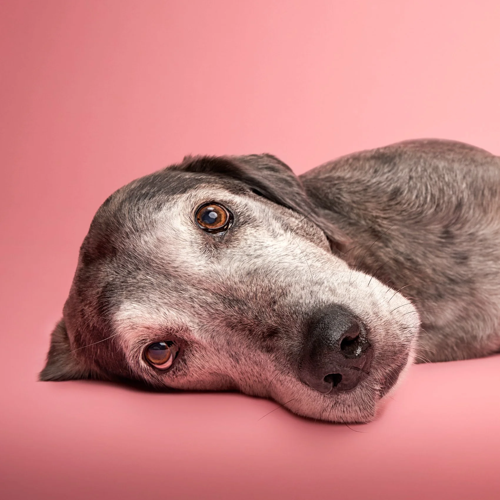 Color studio photograph of a dog on a seamless background..
