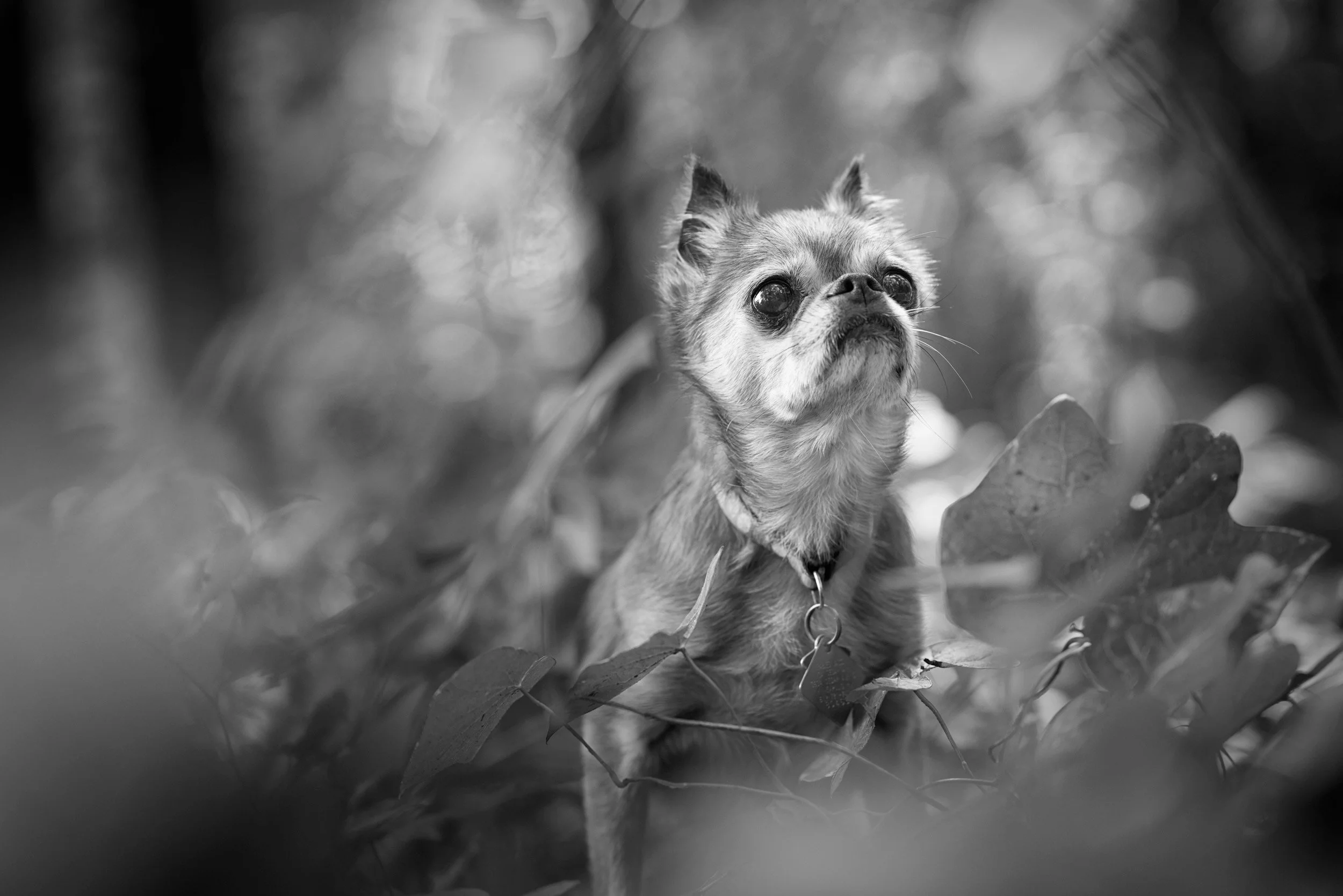 Magoo-Brussels-Griffon-dog-portrait-web.jpg