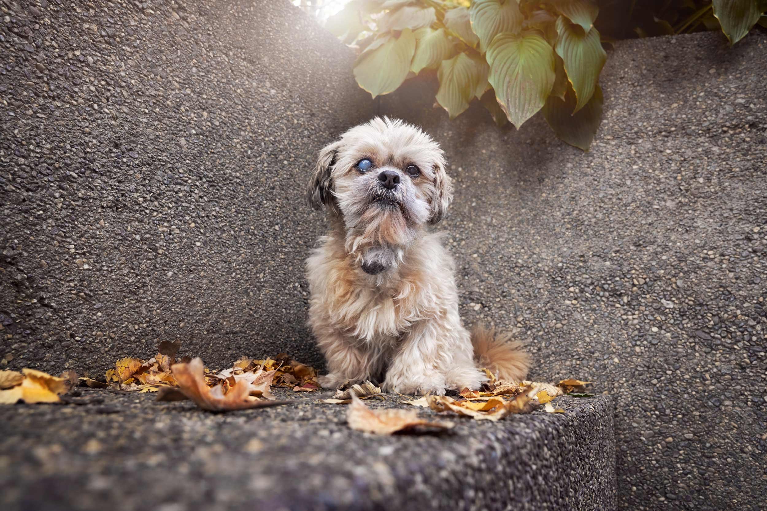 Portrait of a senior dog.