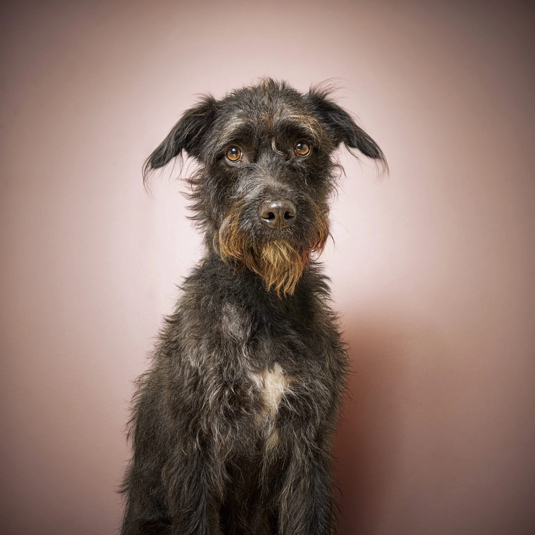 Color studio photograph of a dog on a seamless background..