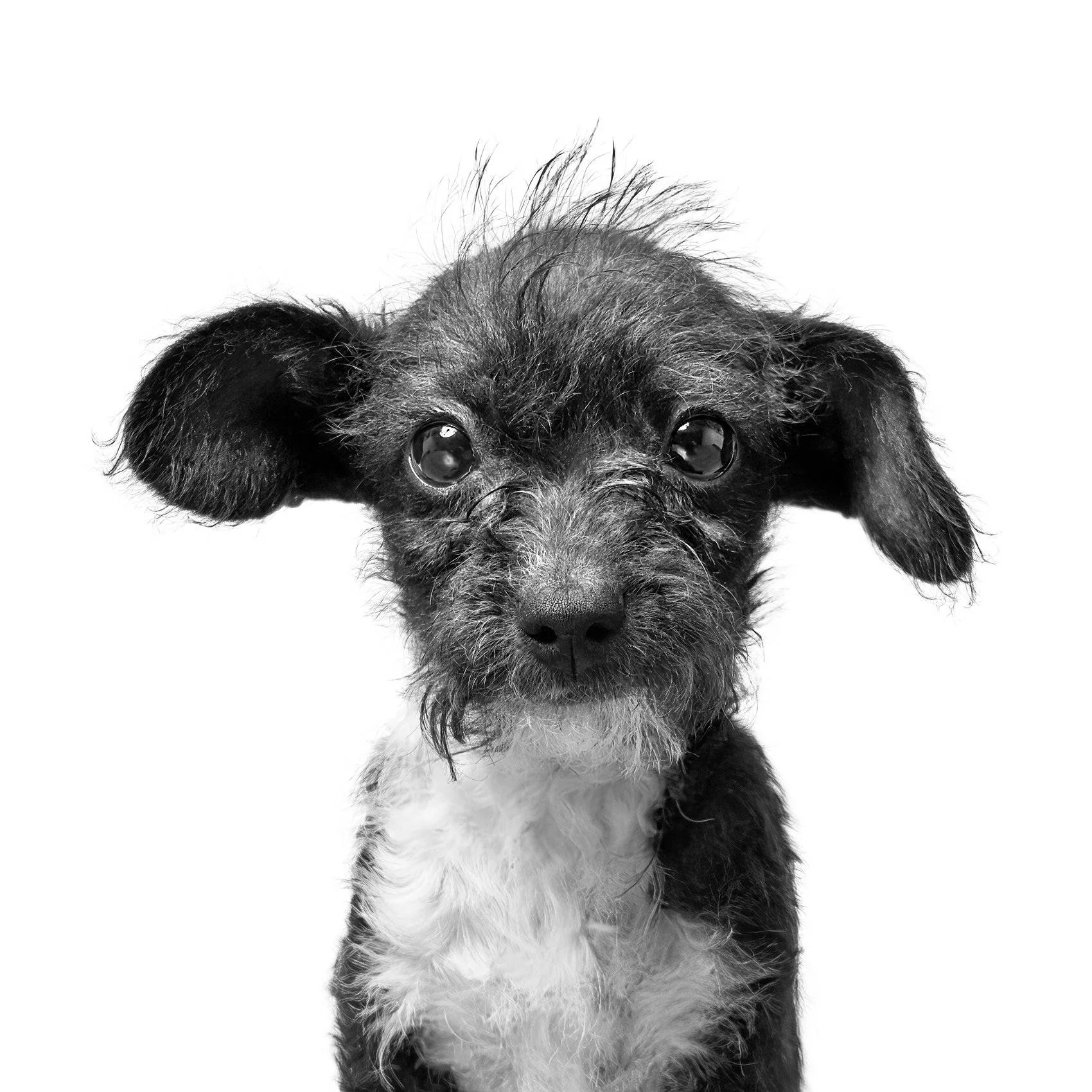 Black and white photo of a dog in studio on a white background.