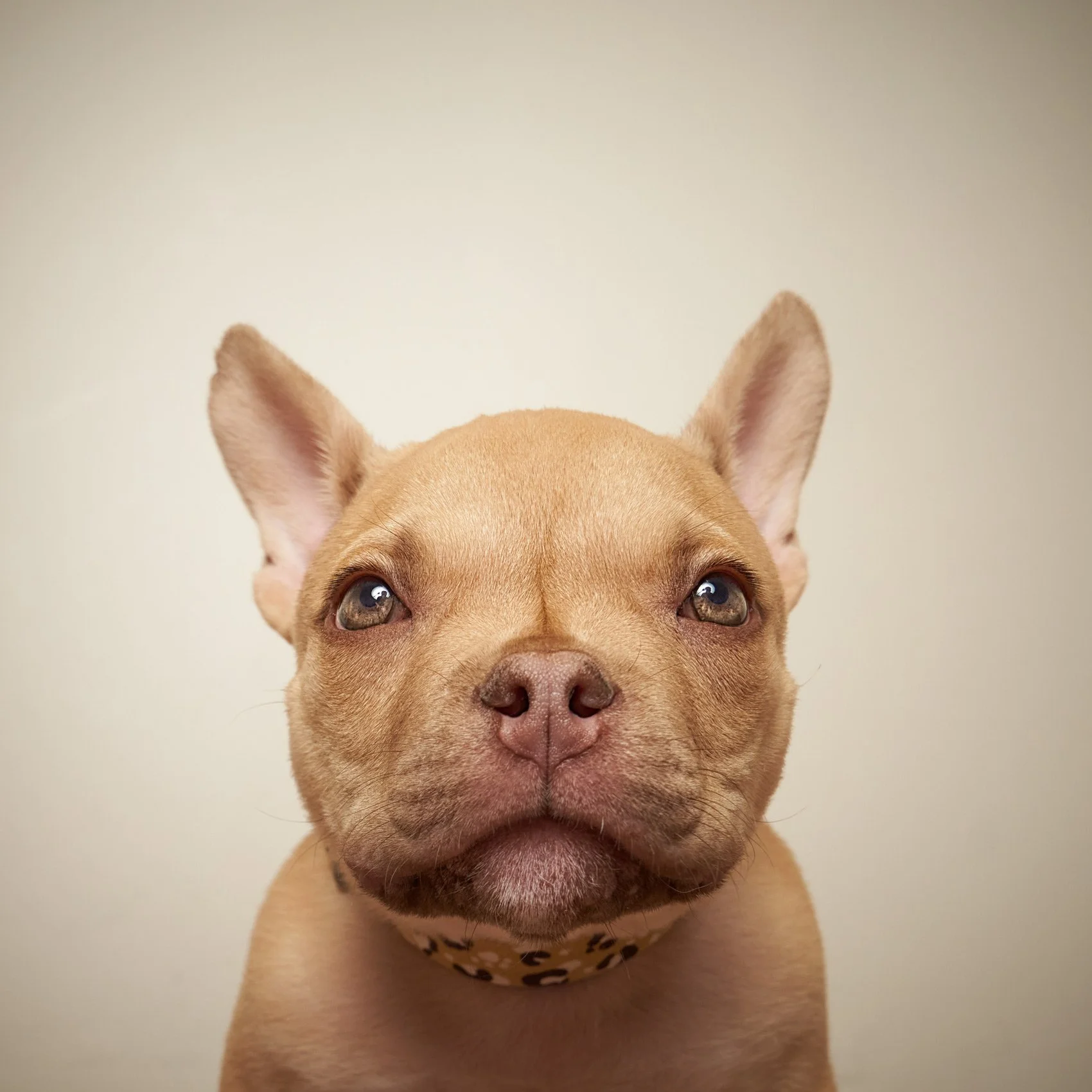 Studio portrait of Pitbull puppy.