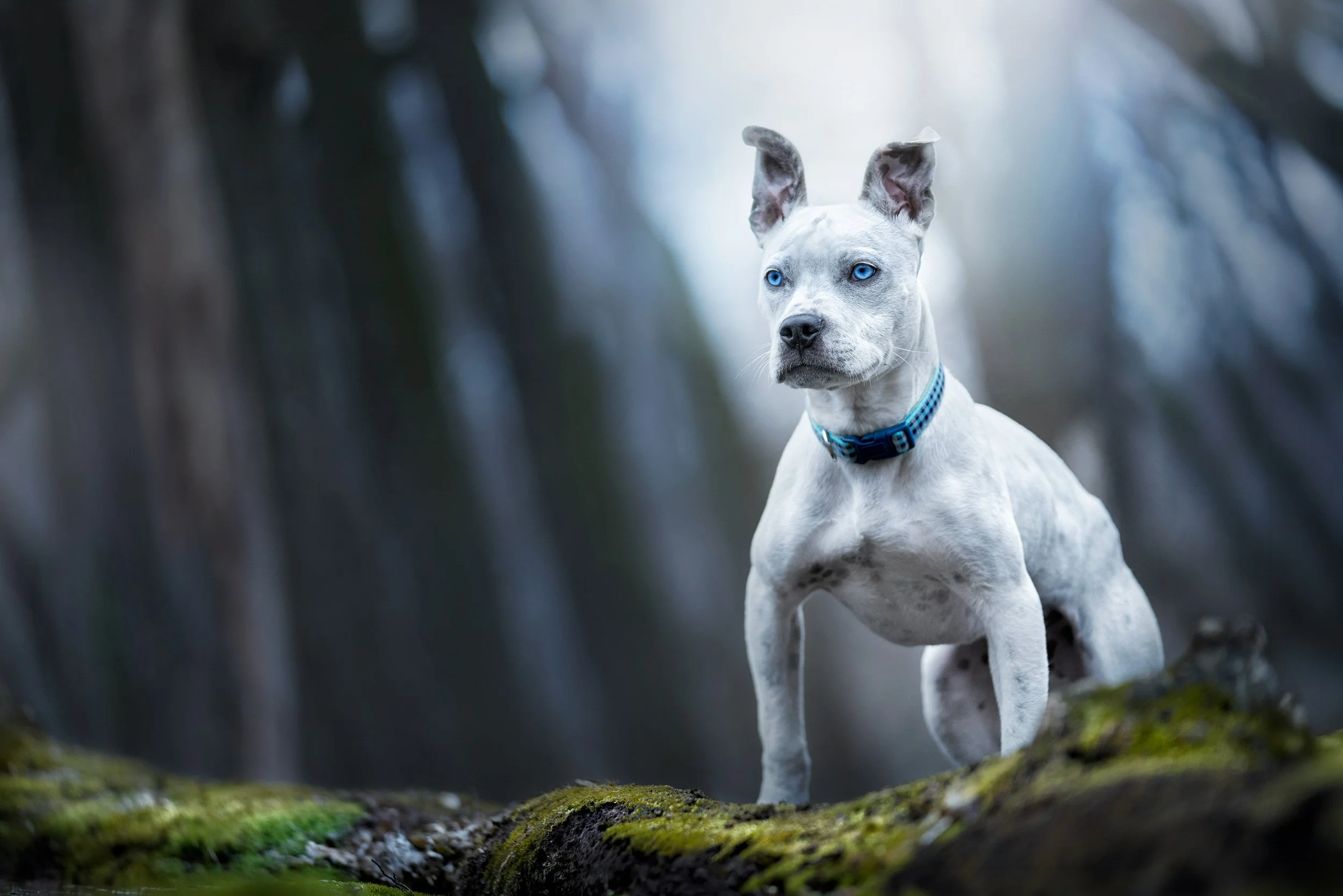 Photograph of a white Boxer dog.