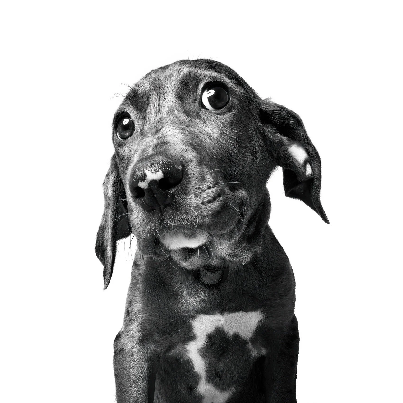 BW photo of a hound dog puppy in studio.