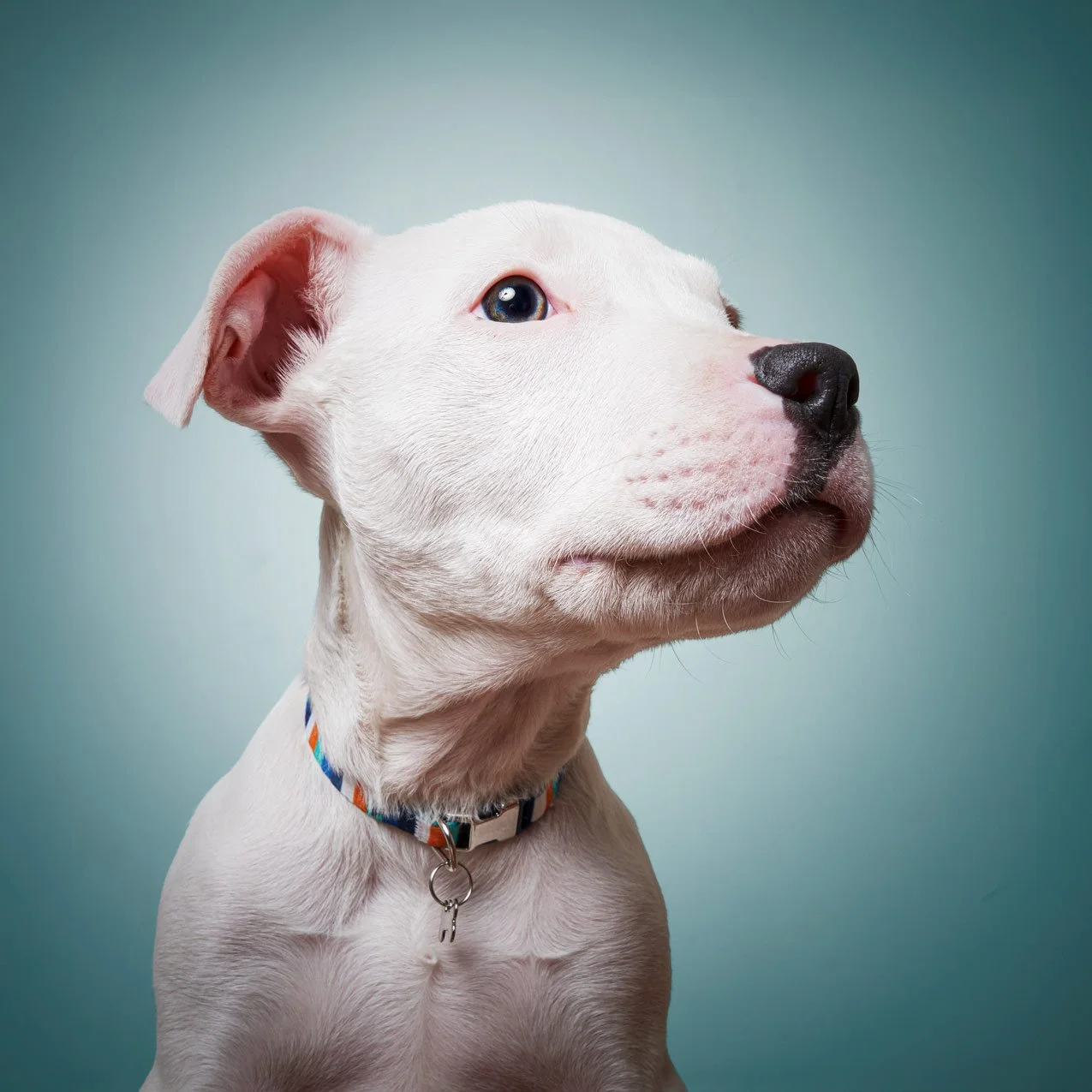 Color studio photograph of a dog on a seamless background..