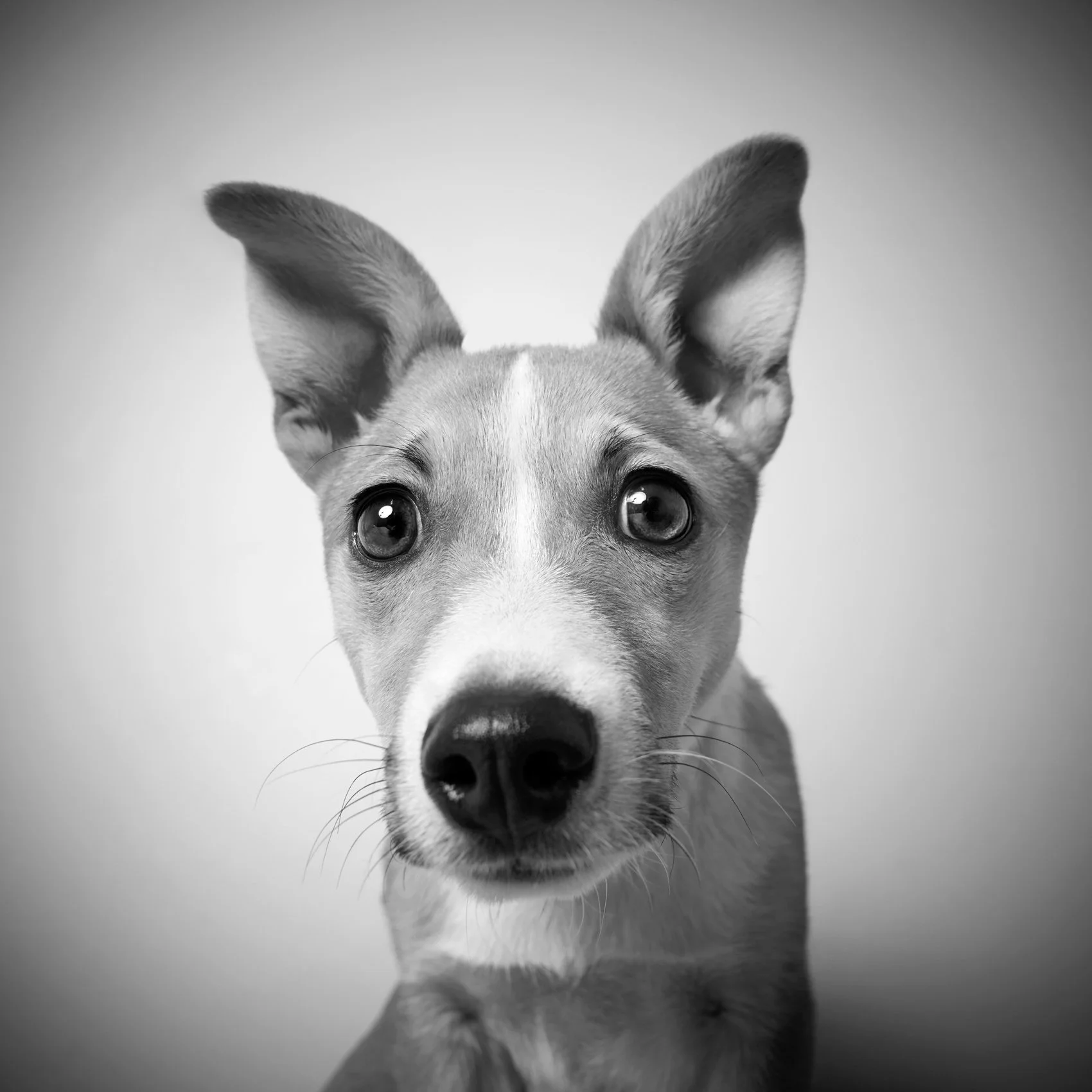 BW studio photo of a dog.