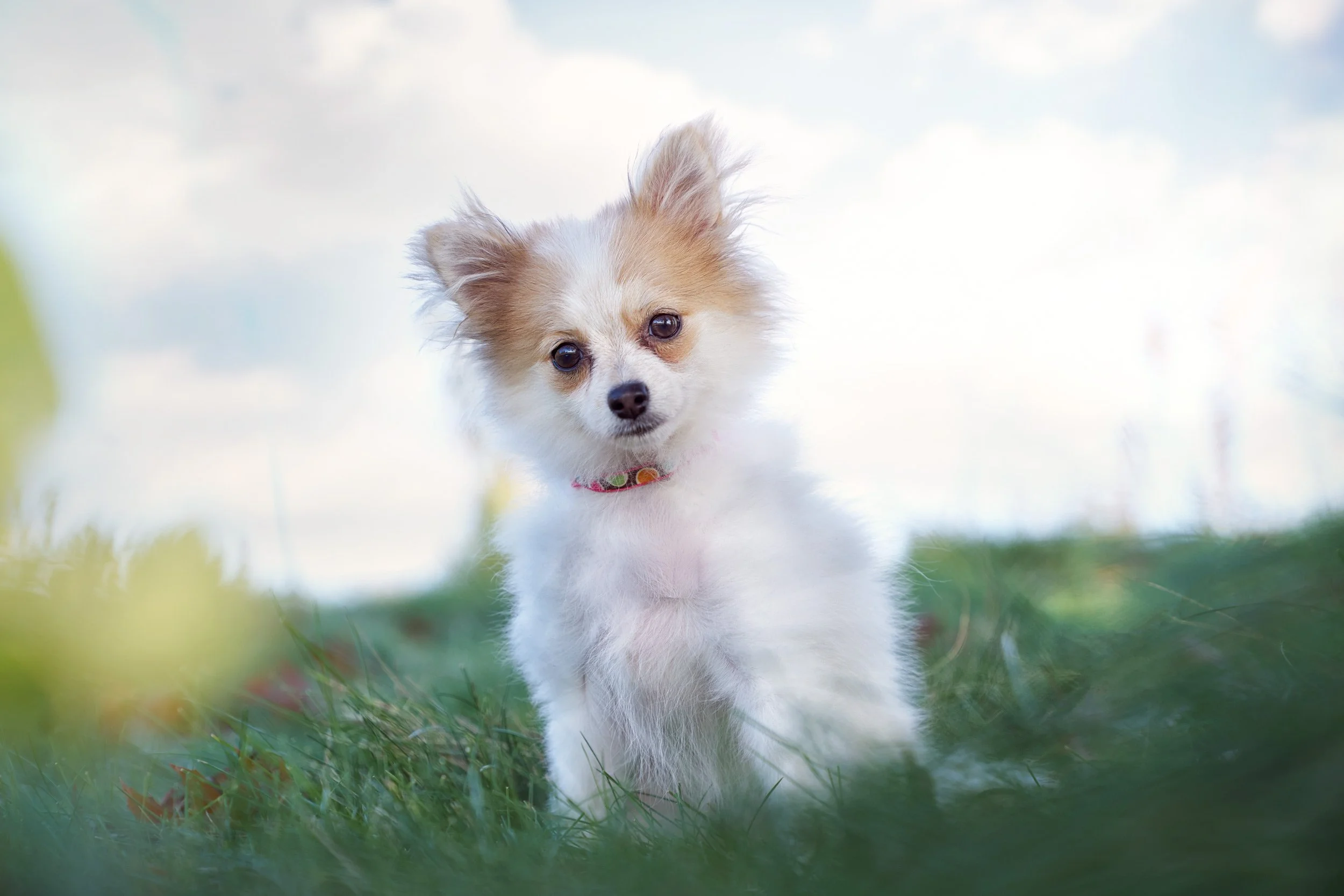 Photograph of a small dog in grass.