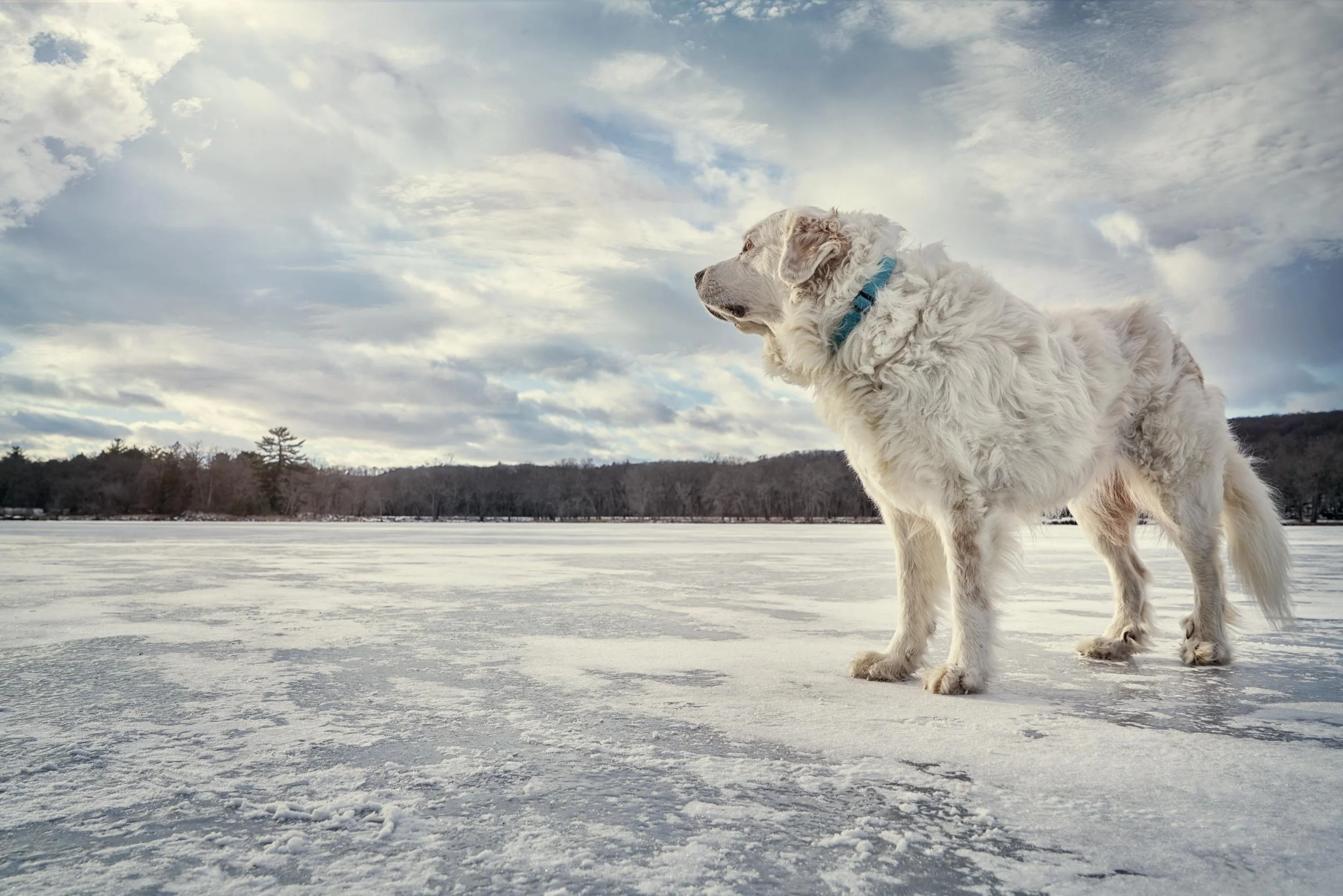 Portrait of a Great Pyrenees dog on a frozen lake.