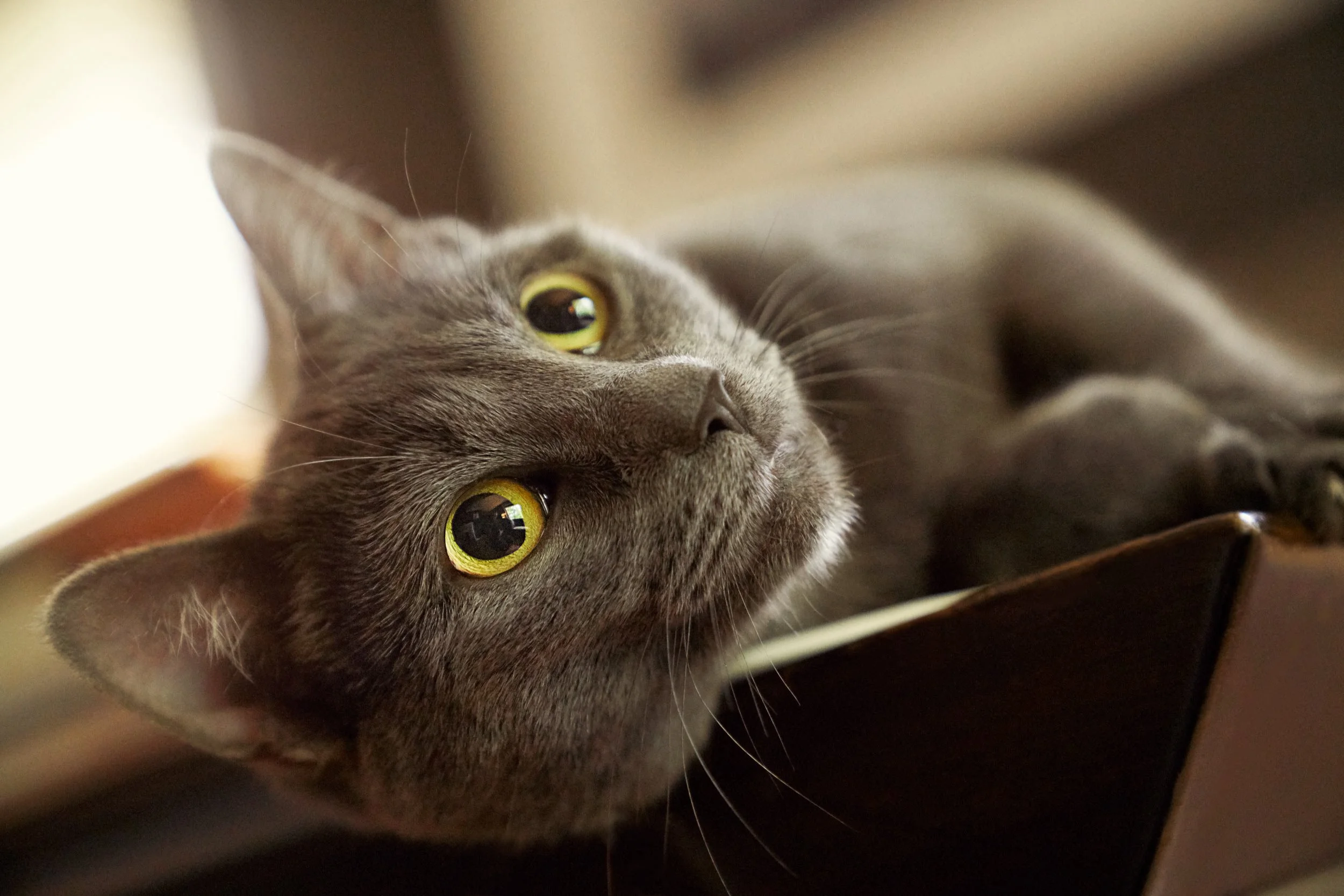 Portrait of a Domestic Shorthaired cat.