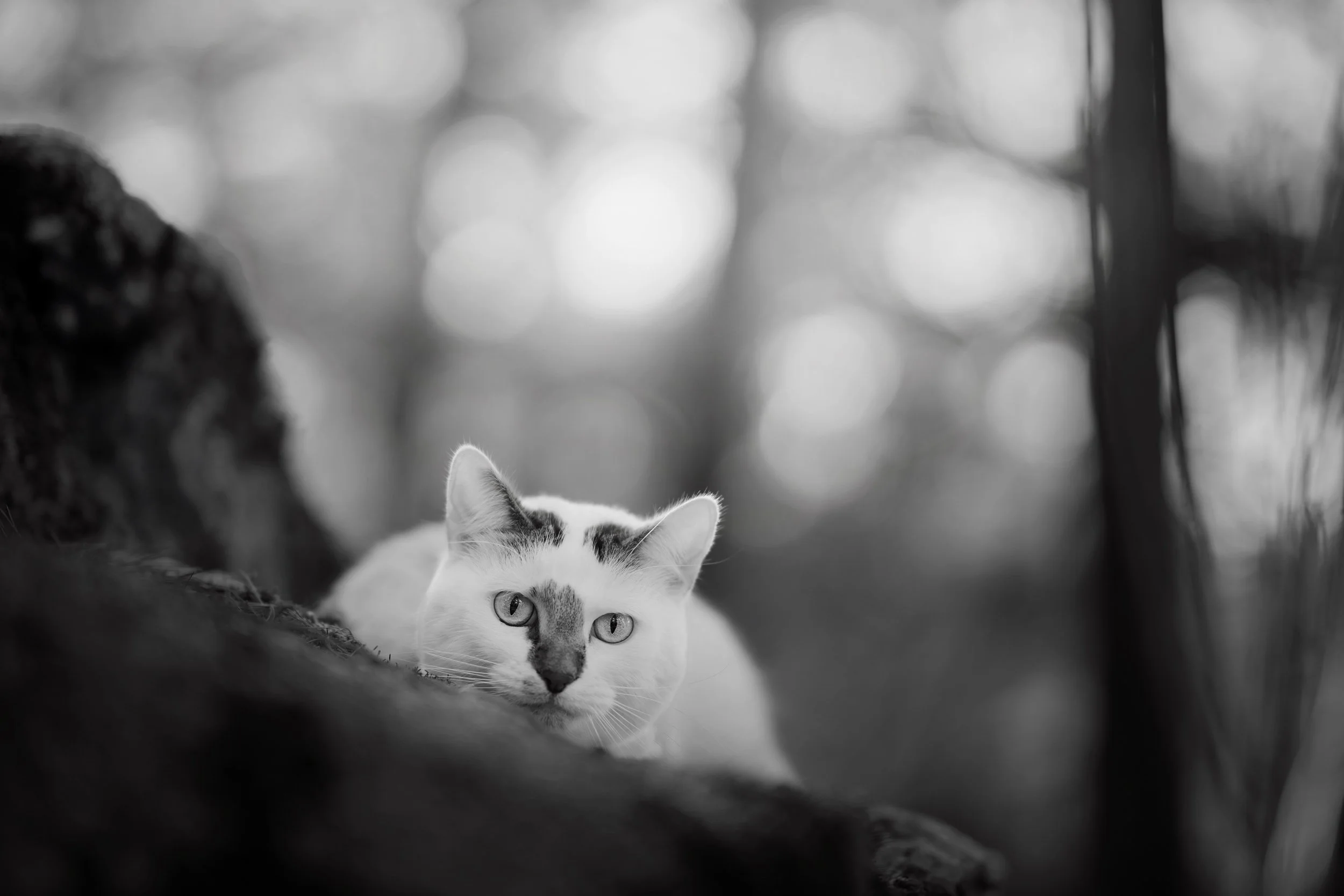 Location photograph of a white cat in the woods.