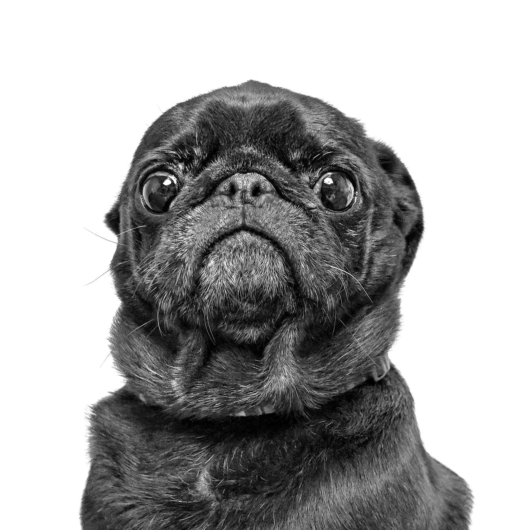 Studio portrait of a black Pug.