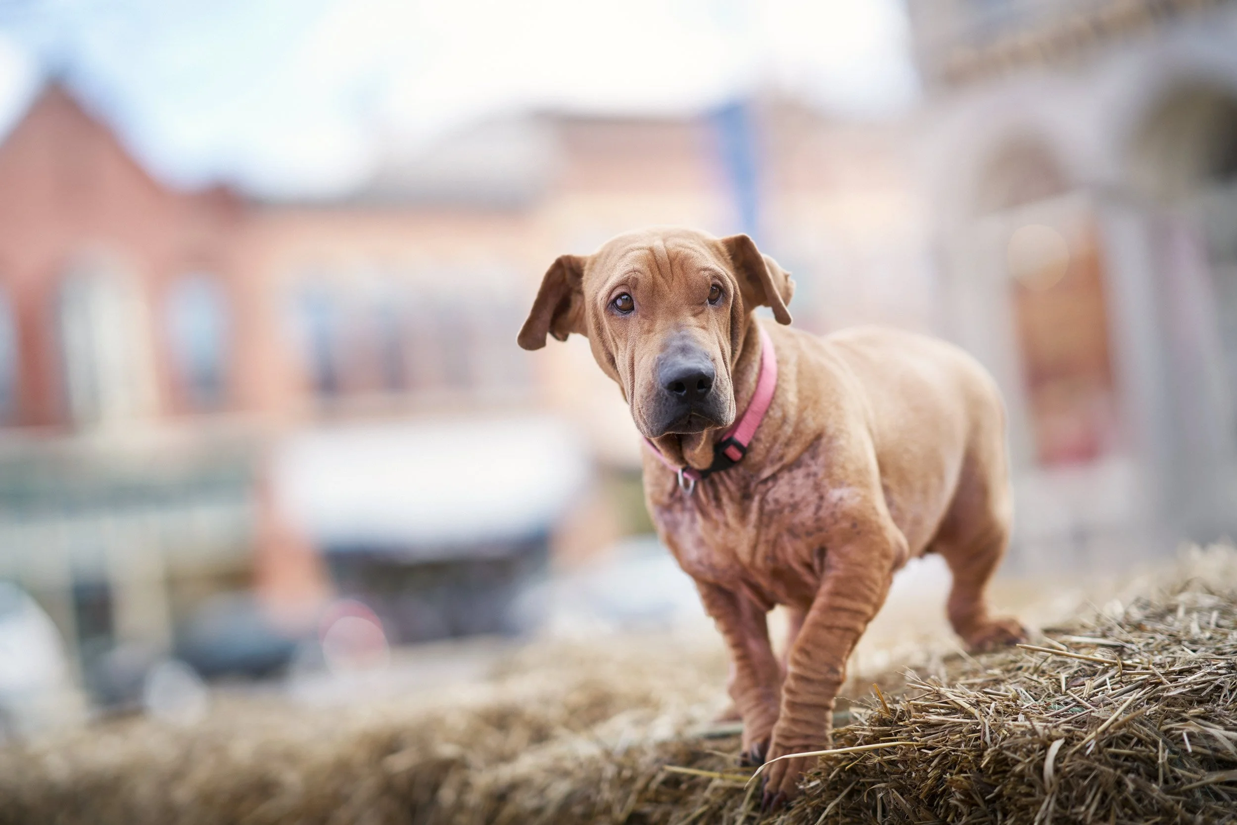 Photograph of a dog in a city setting.