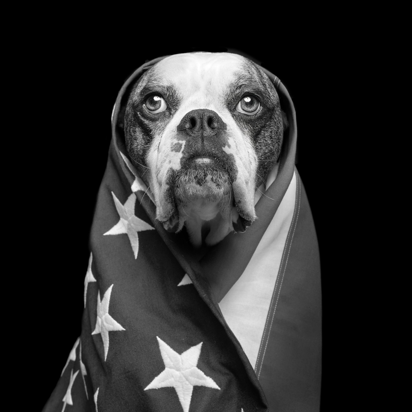 Photograph of a Pitbull draped in the American flag.