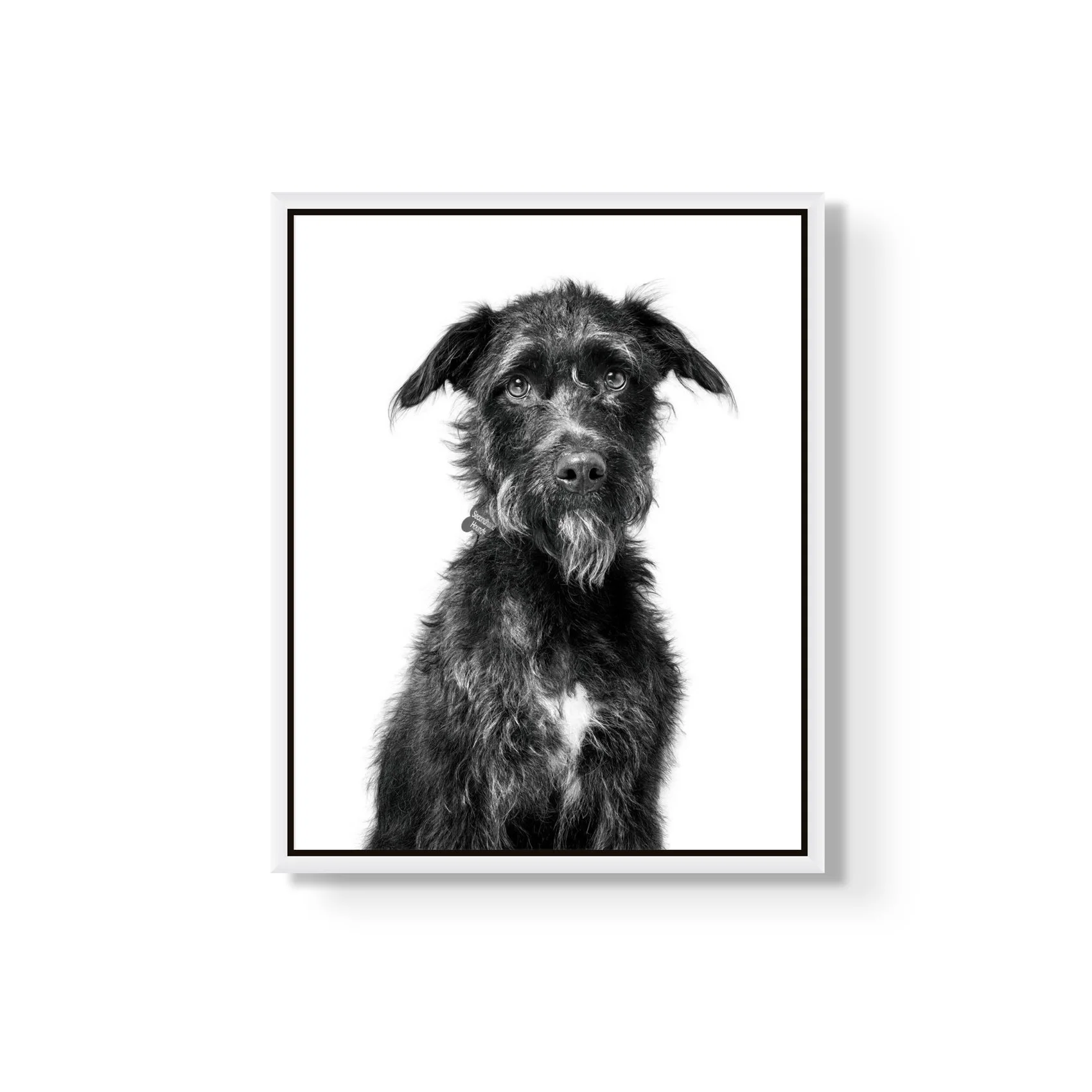 Black and white portrait of a scruffy, medium-sized dog with a white patch on its chest, looking directly at the camera.