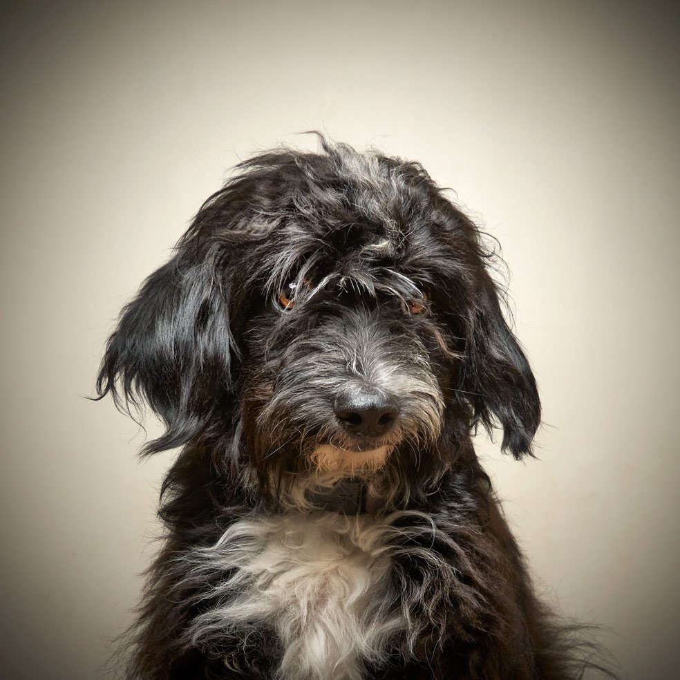 Black dog portrait in-studio.