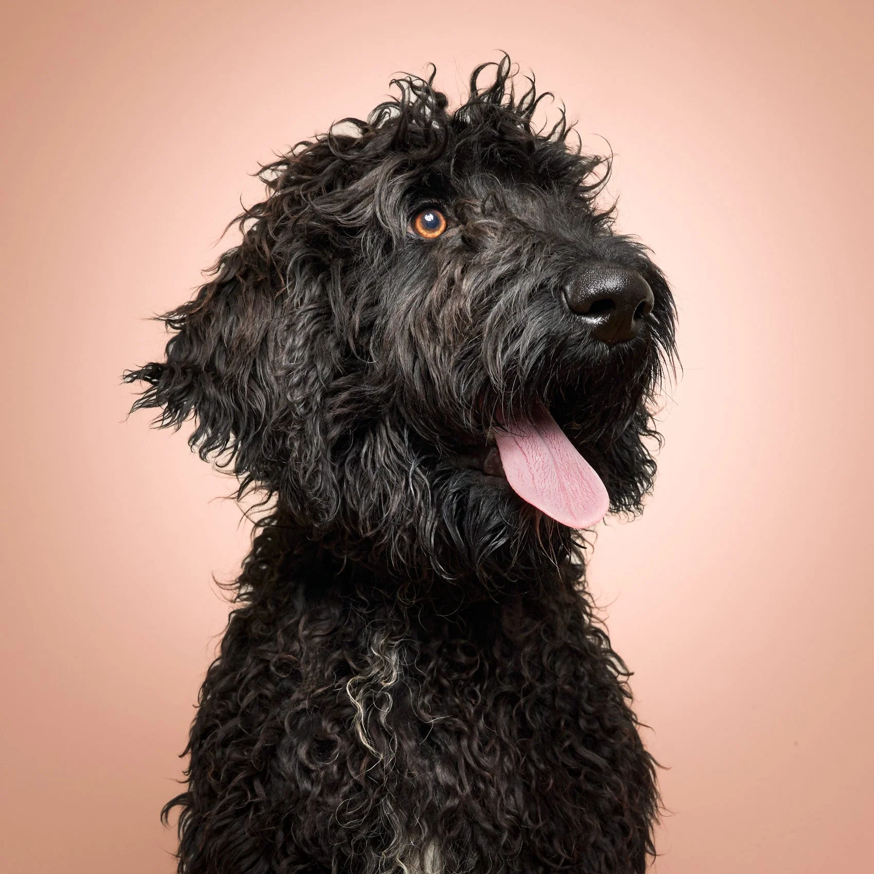 Color studio portrait of a black dog with tongue out.