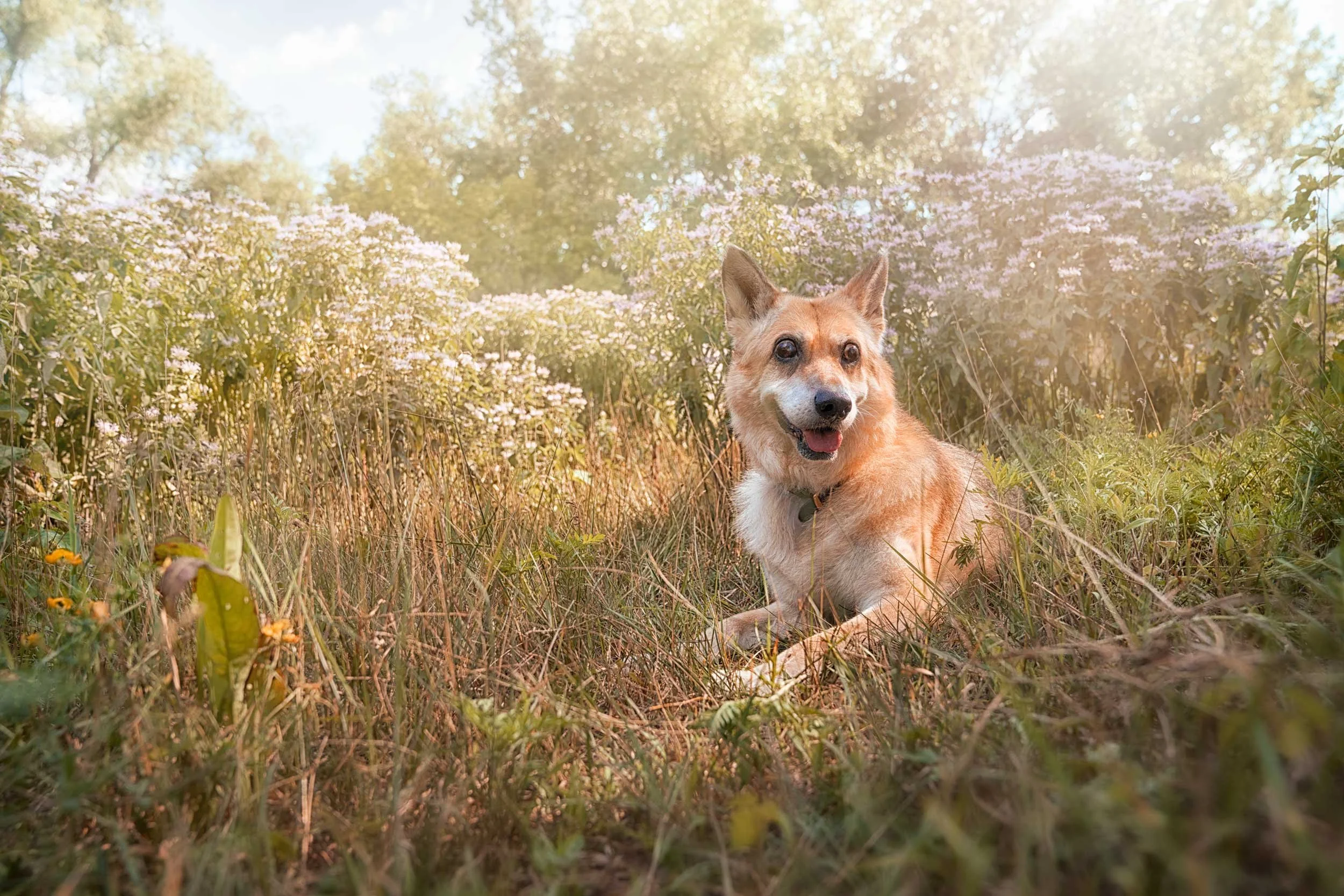 Portrait of a senior German Shepherd dog.