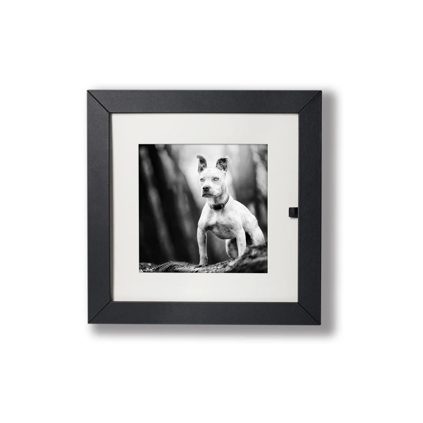 Black and white photograph of a dog with cropped ears, standing outdoors on a fallen log in a wooded area.